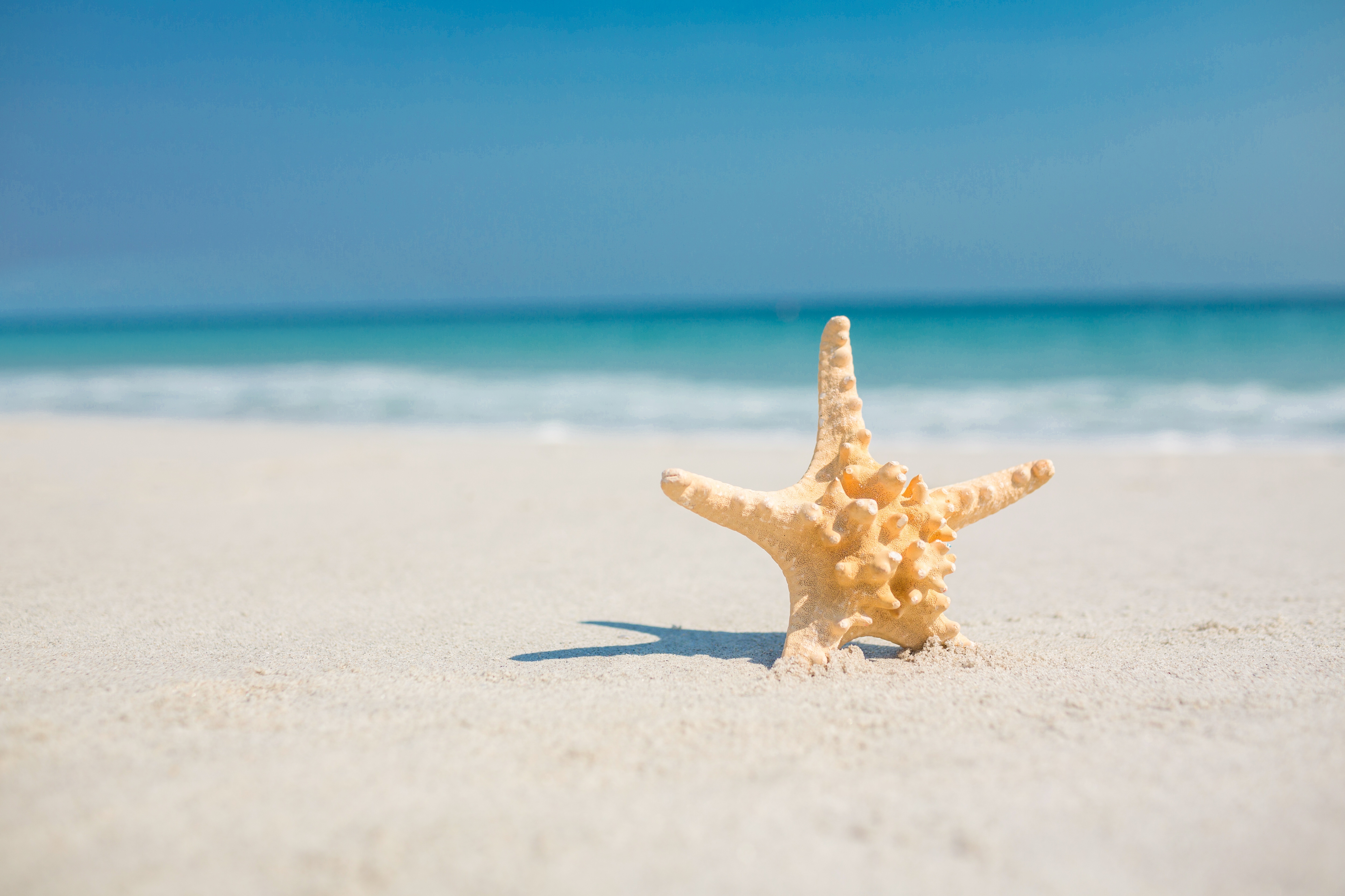 Starfish on a sandy beach with ocean background 4K HD Wallpaper