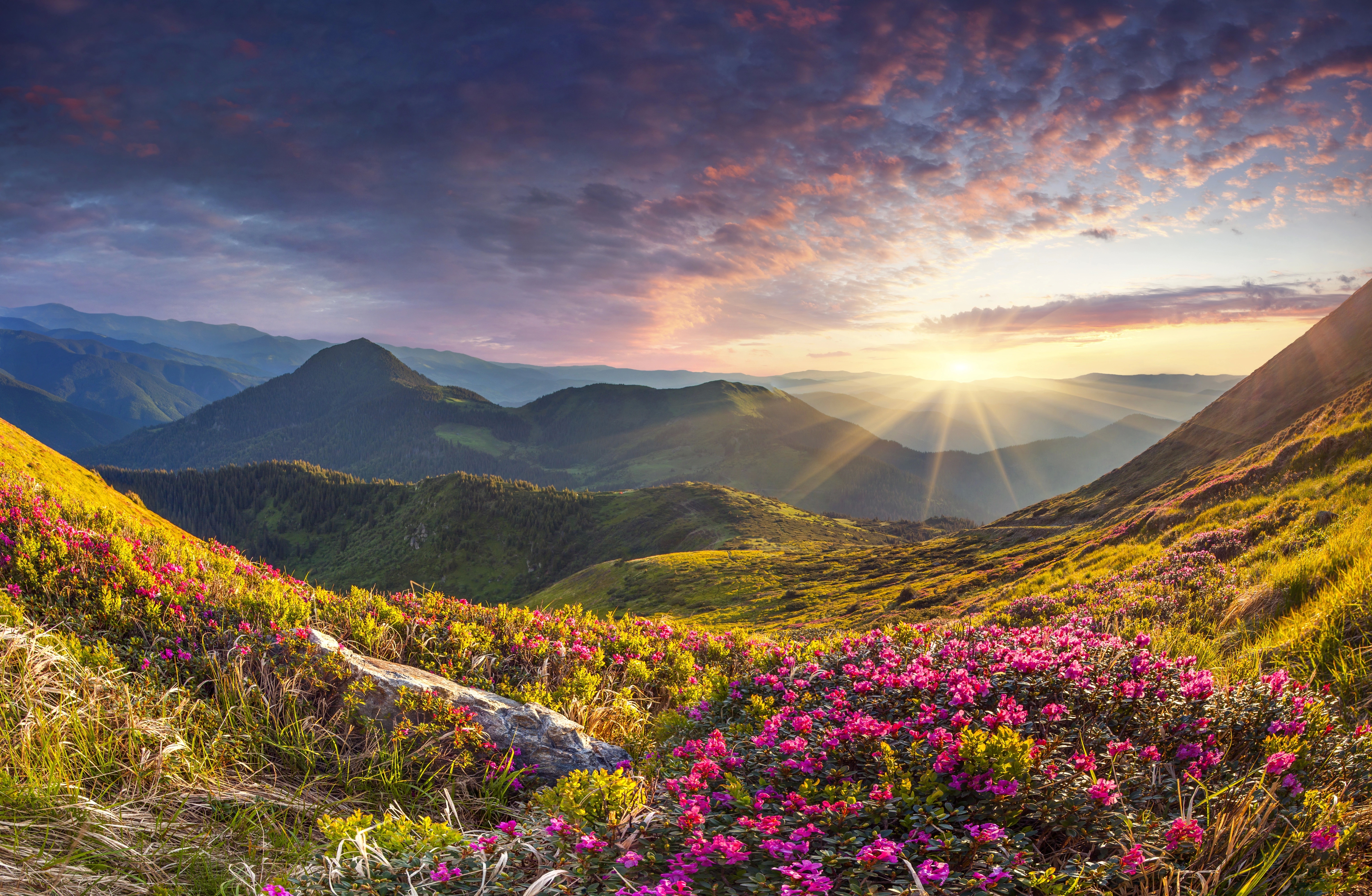 Sunrise over a mountain valley with wildflowers HD Wallpaper