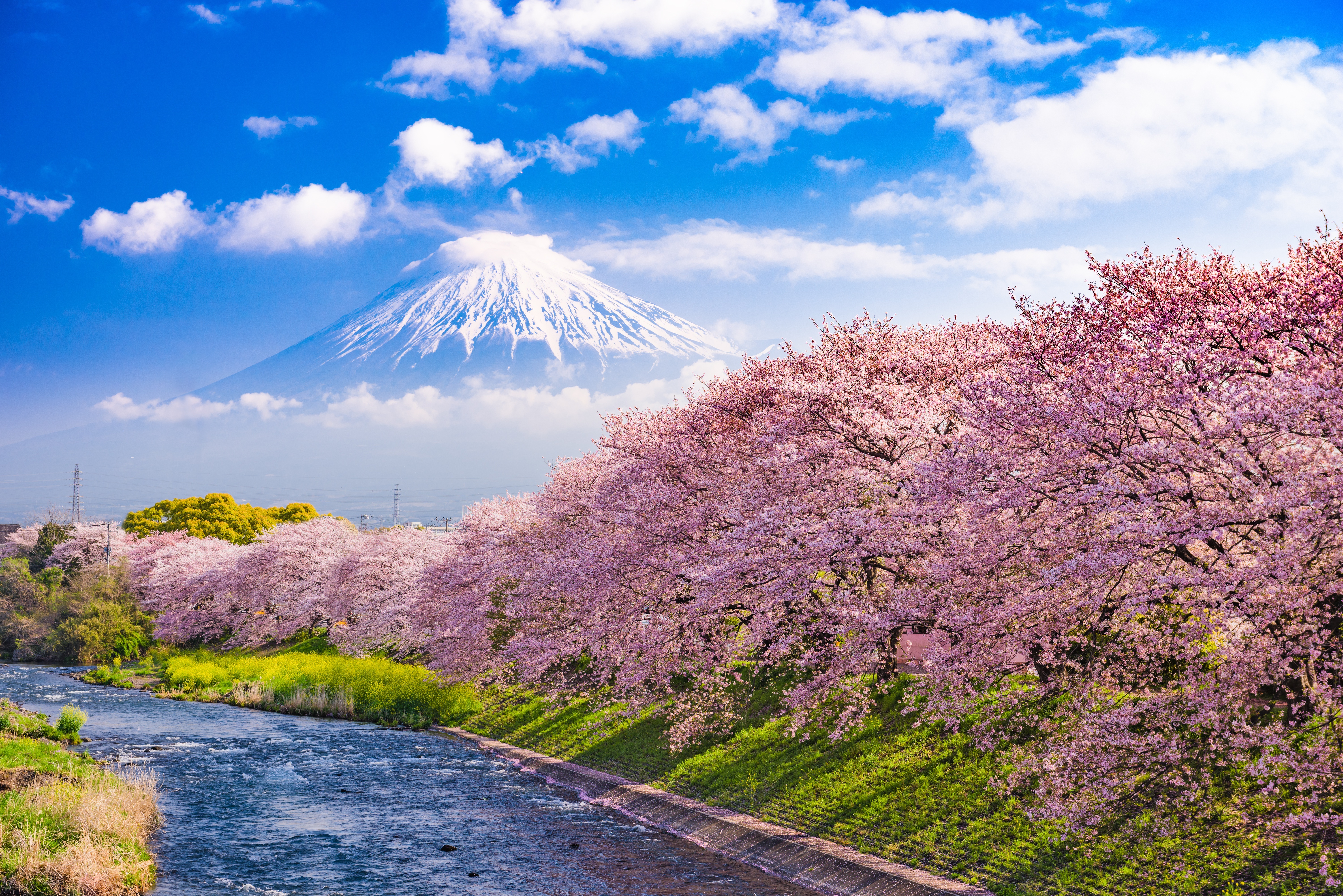Mount Fuji with Cherry Blossoms and River in Spring 4K HD Wallpaper