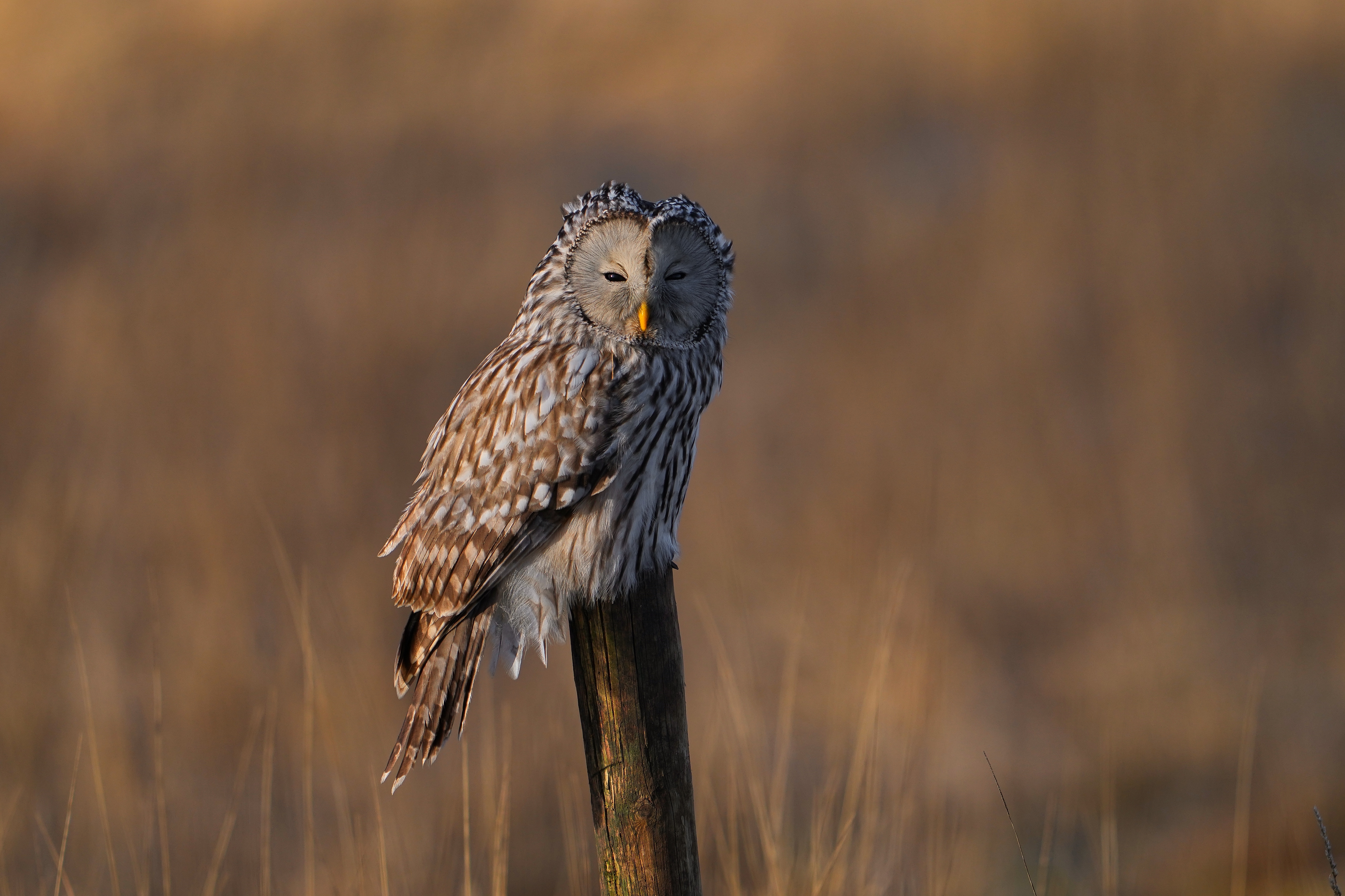 Ural Owl perched on a wooden post HD Wallpaper