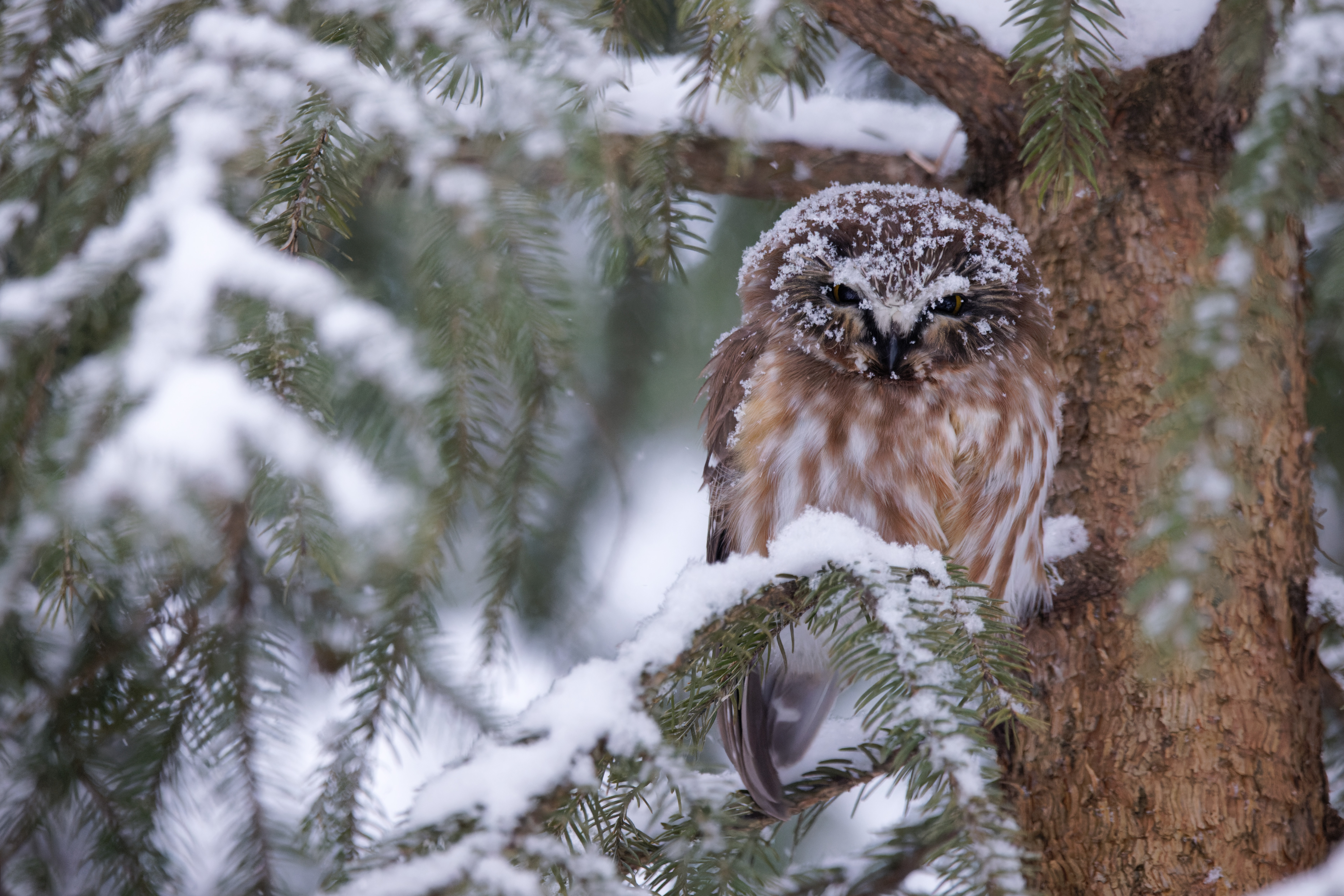 Northern Saw-whet Owl in Snow HD Wallpaper