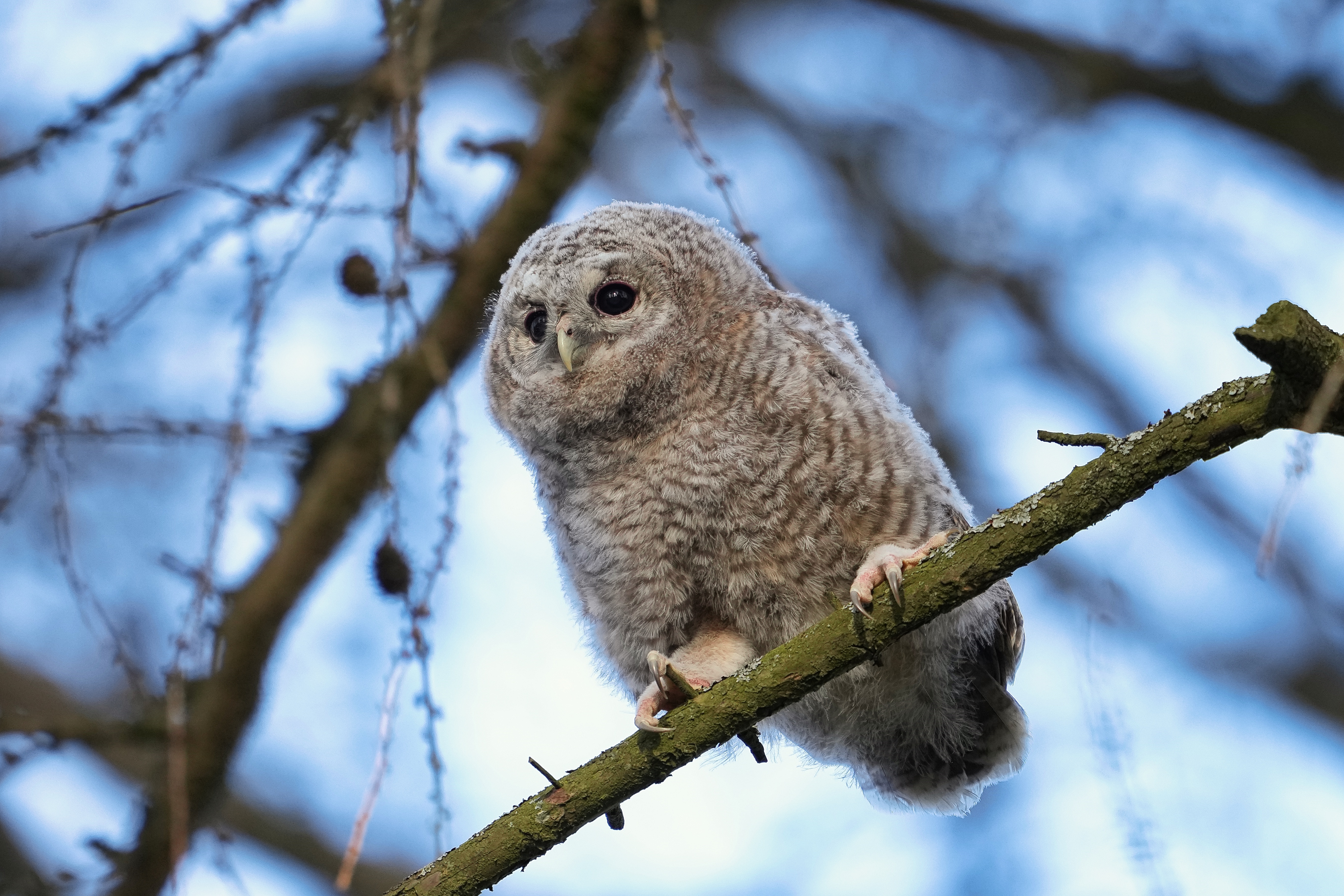 Young Tawny Owl on a Branch HD Wallpaper