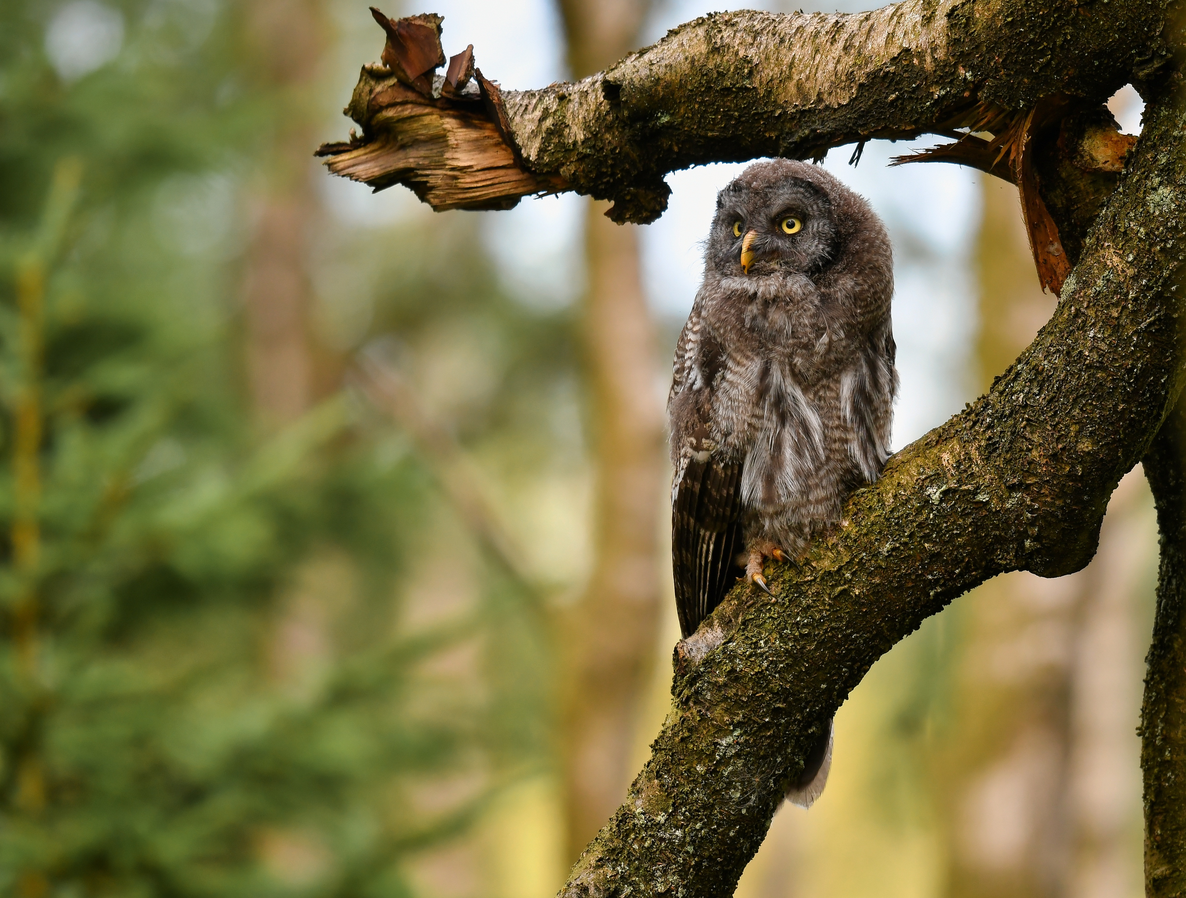 Great Grey Owl perched on a mossy tree branch HD Wallpaper