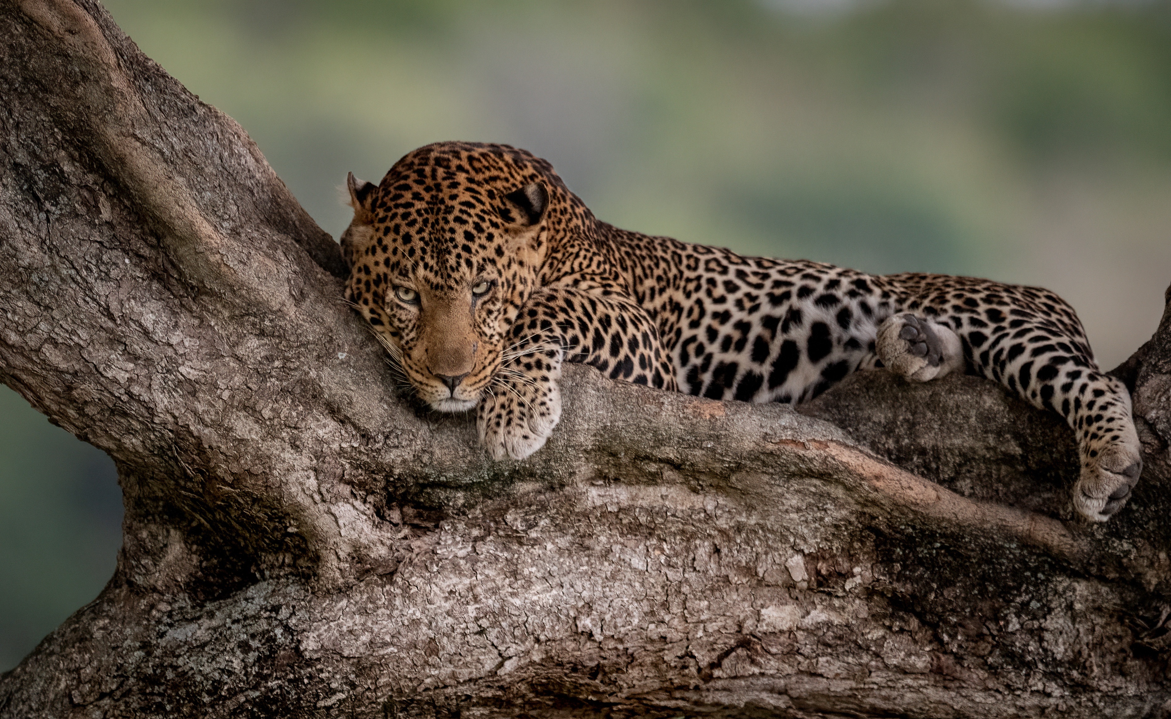 Leopard resting on a tree branch HD Wallpaper