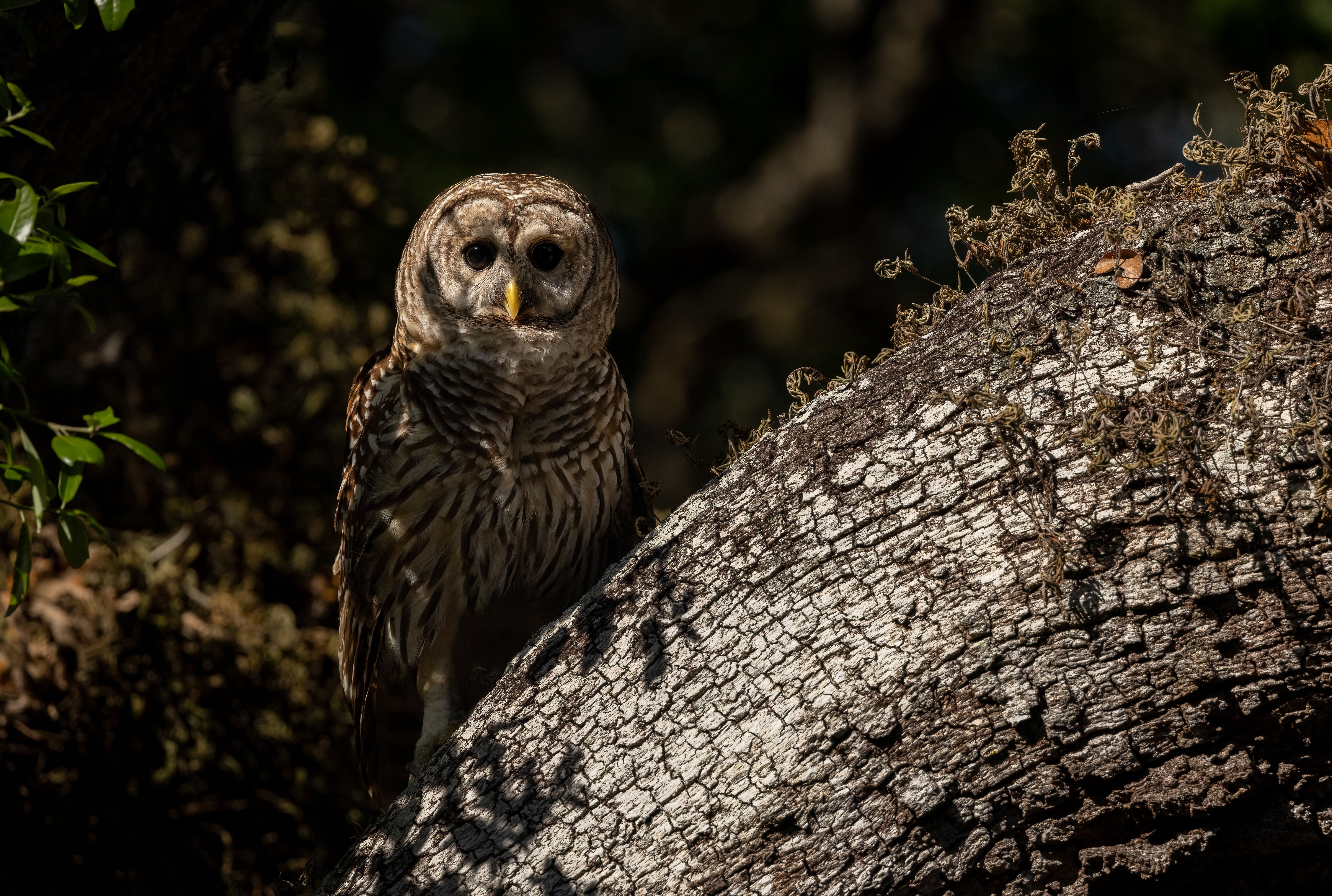 Barred Owl perched on a tree branch HD Wallpaper