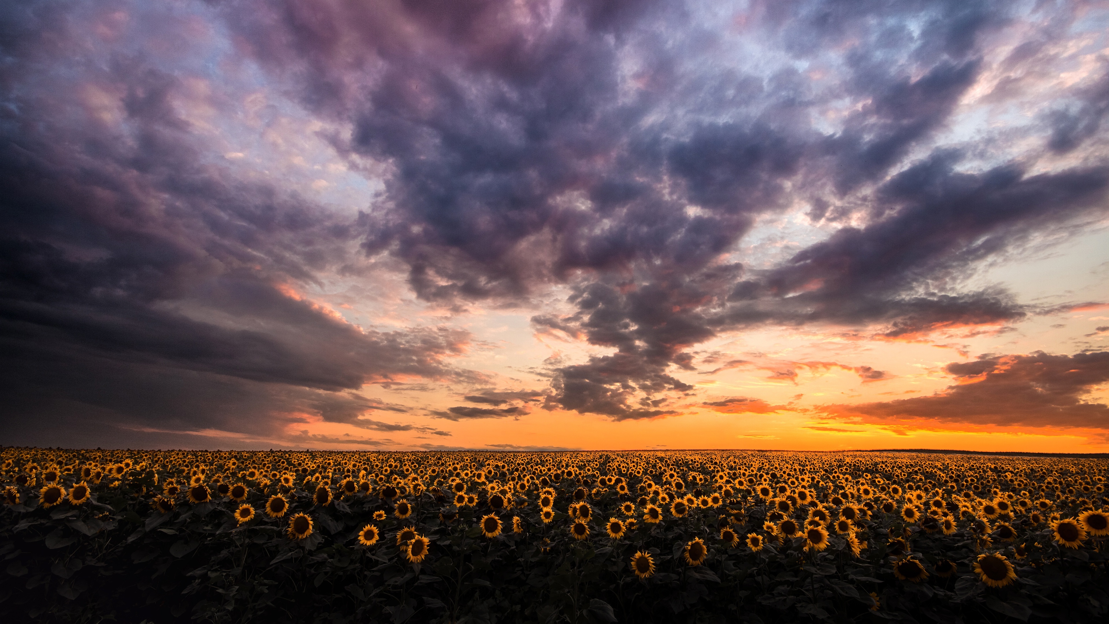 Field of Sunflowers at Sunset HD Wallpaper