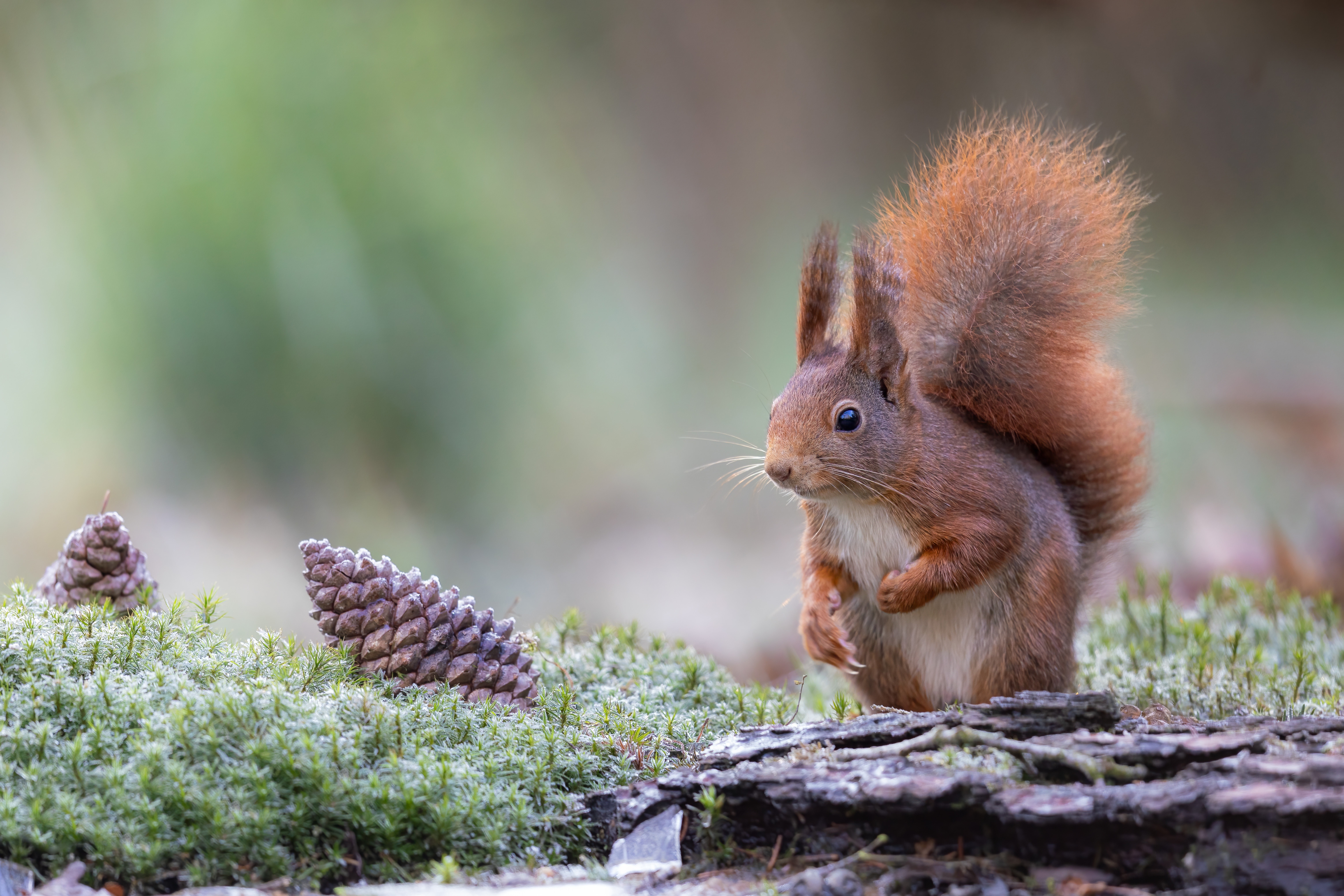 Red Squirrel with Pine Cones in Forest 4K HD Wallpaper