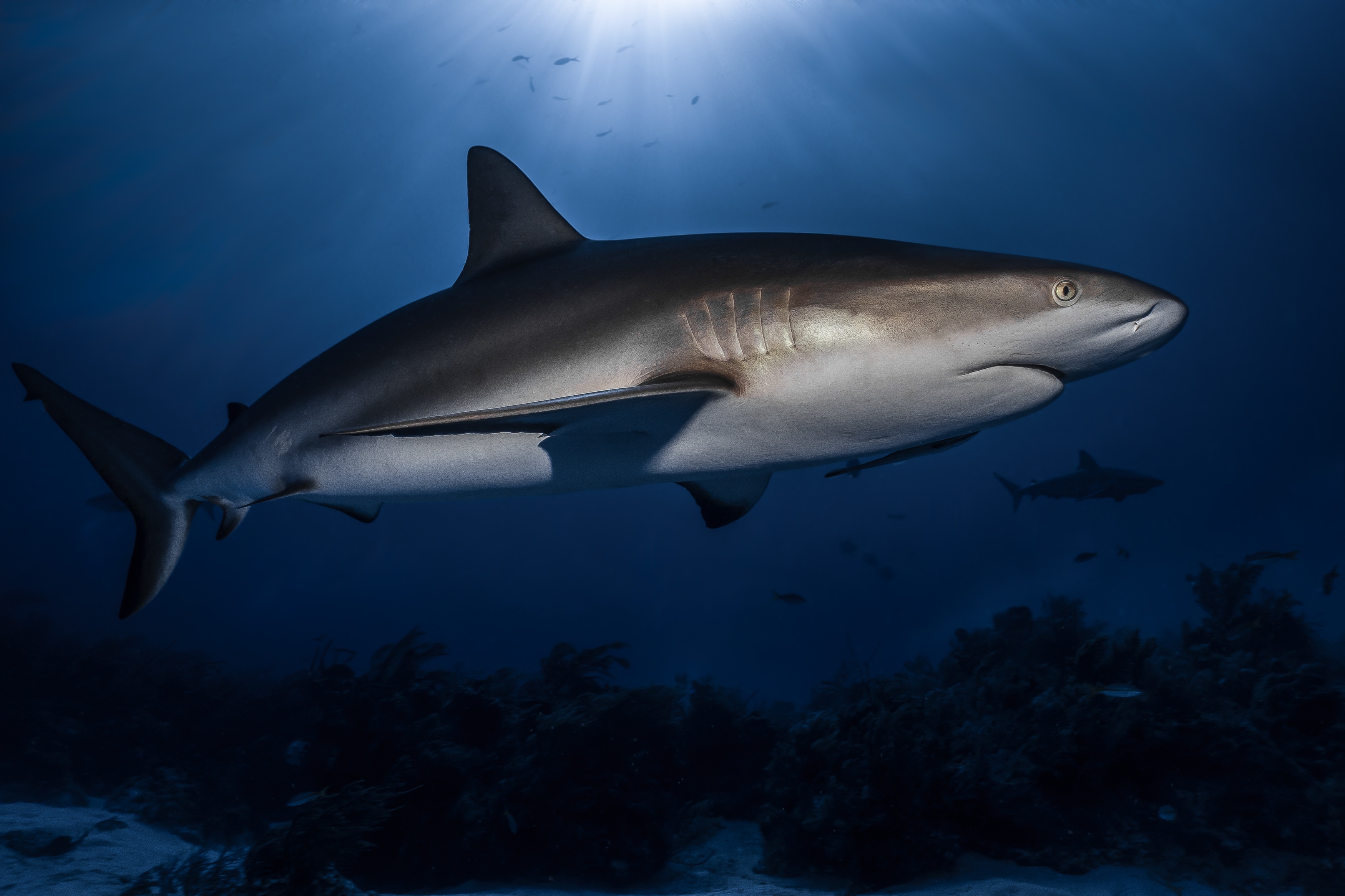 Shark swimming in blue ocean water HD Wallpaper