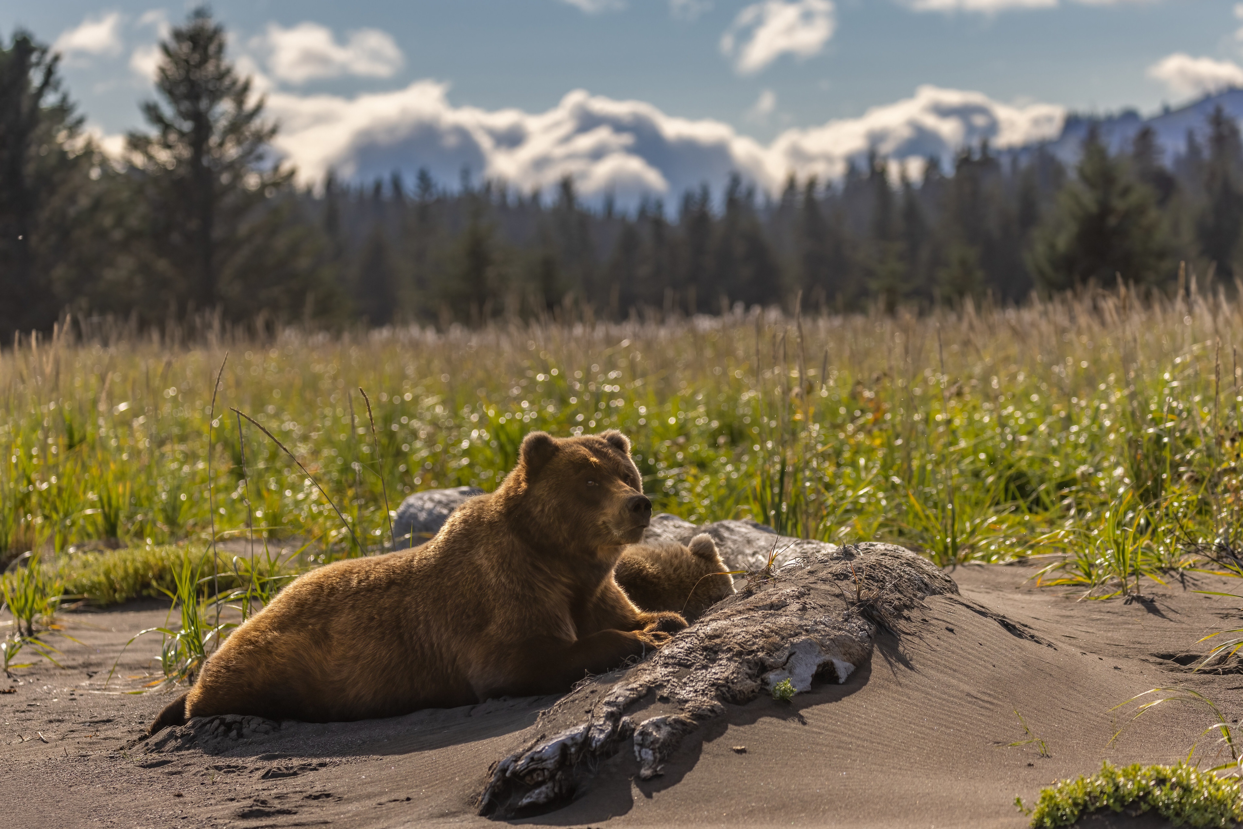 Brown Bears Resting on Sandy Shore HD Wallpaper