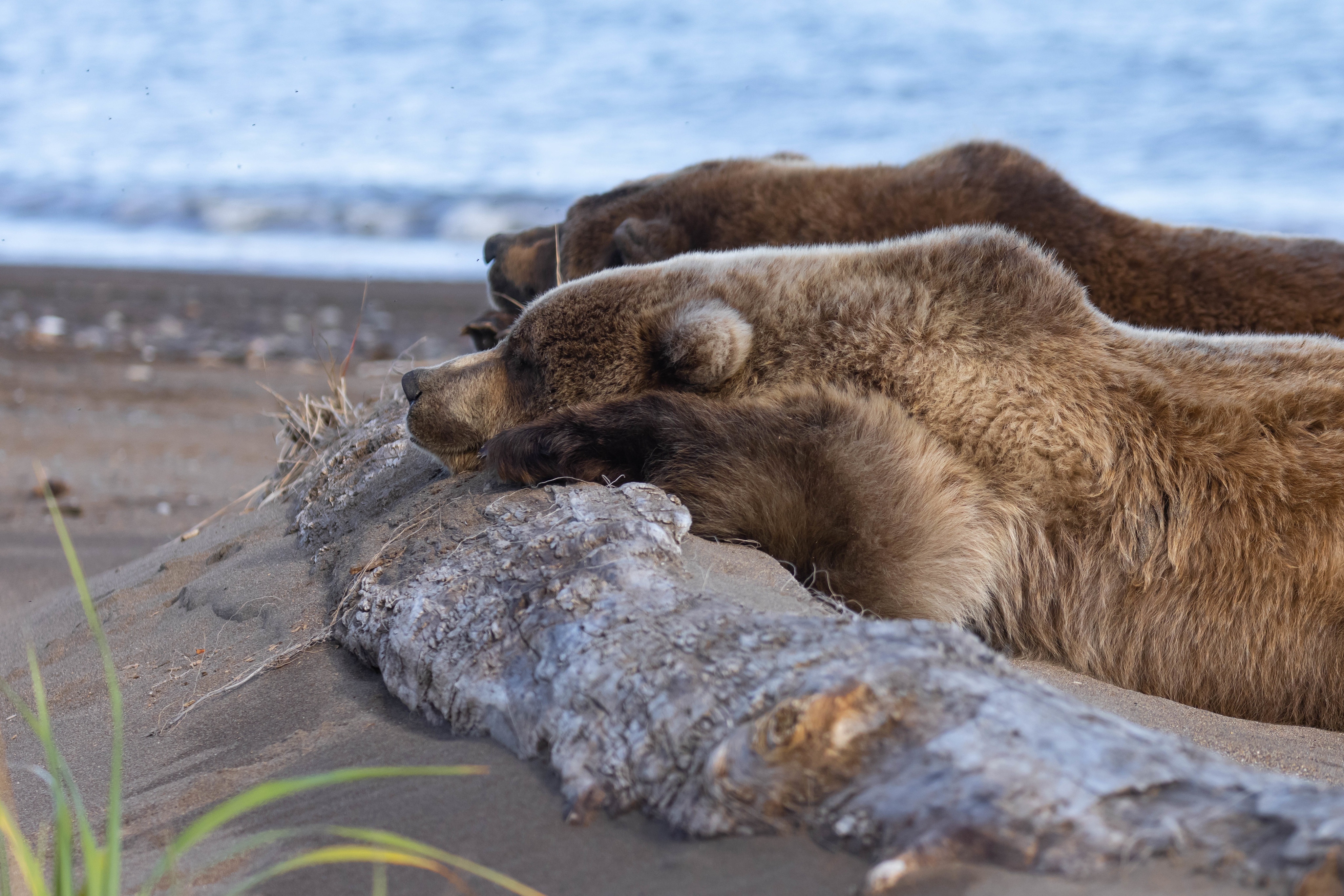 Two brown bears sleeping on a beach HD Wallpaper