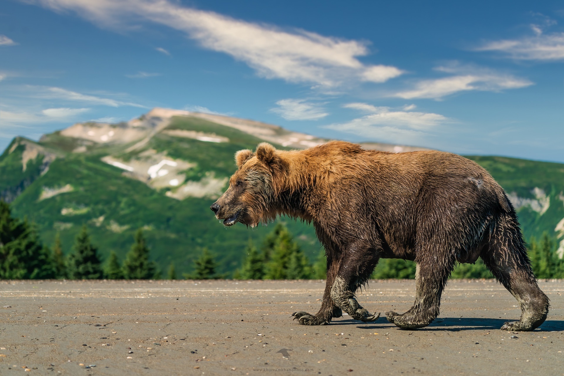 Brown bear walking on a road with mountains HD Wallpaper