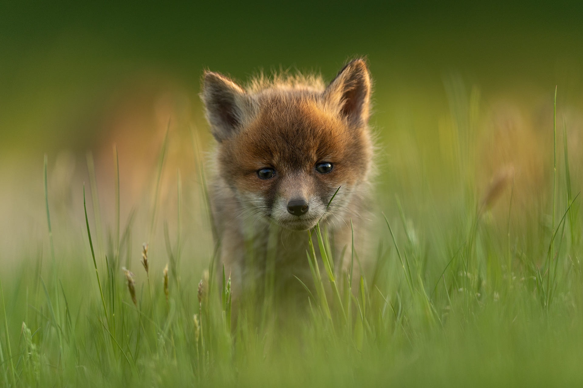 Baby fox cub in tall green grass HD Wallpaper