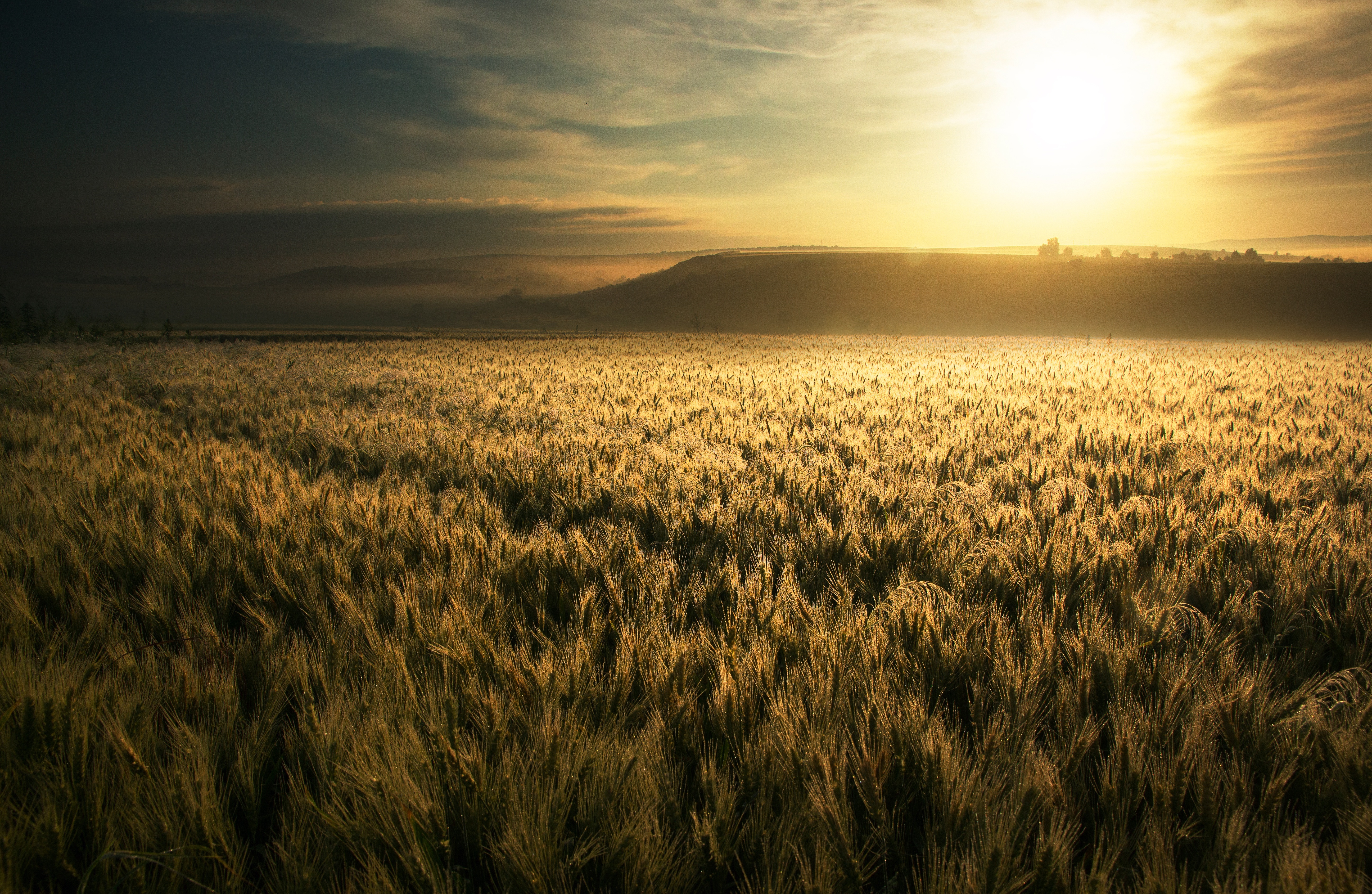 Wheat field at sunrise 4K HD Wallpaper