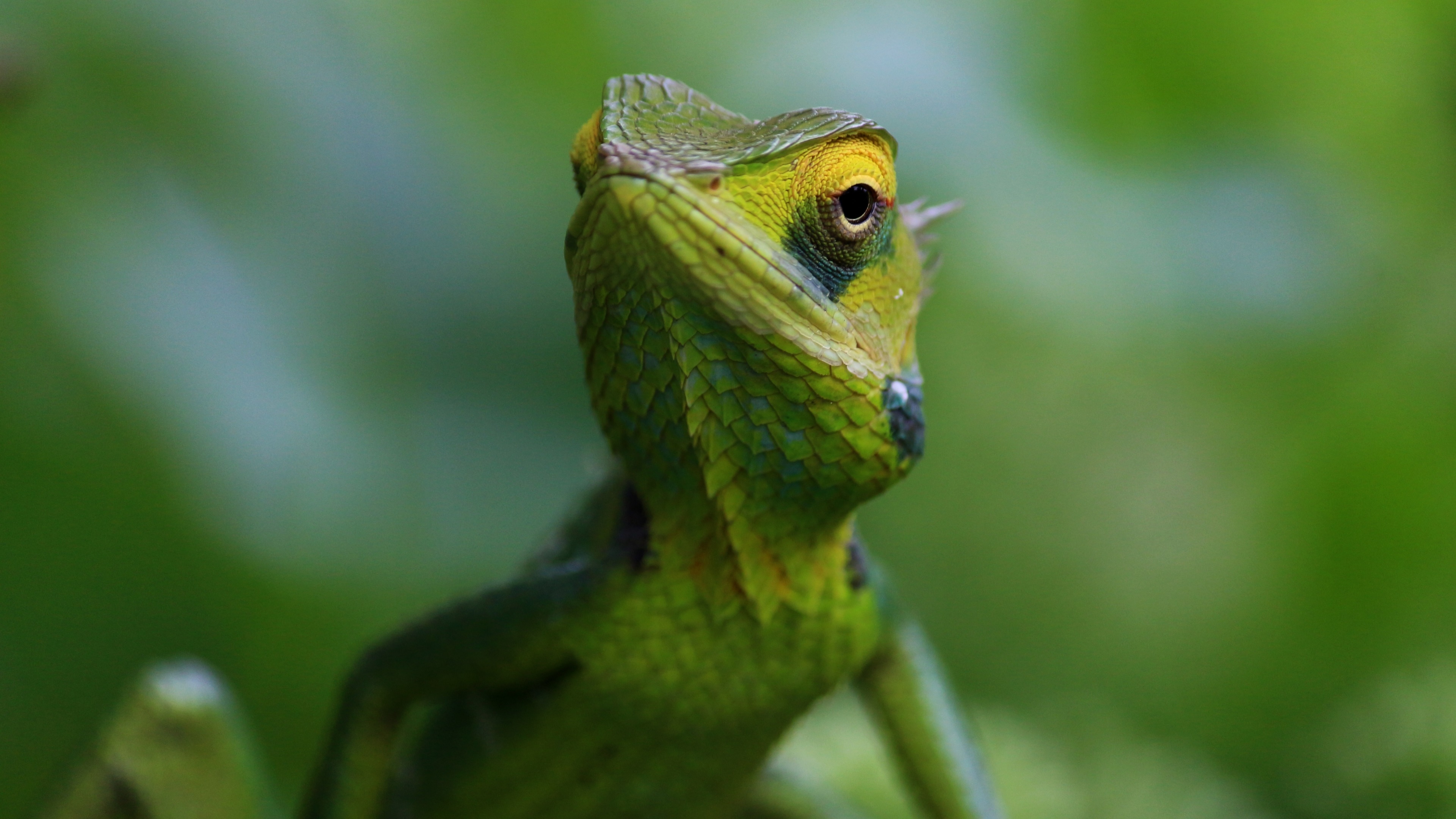 Green Chameleon Lizard 4K HD Wallpaper