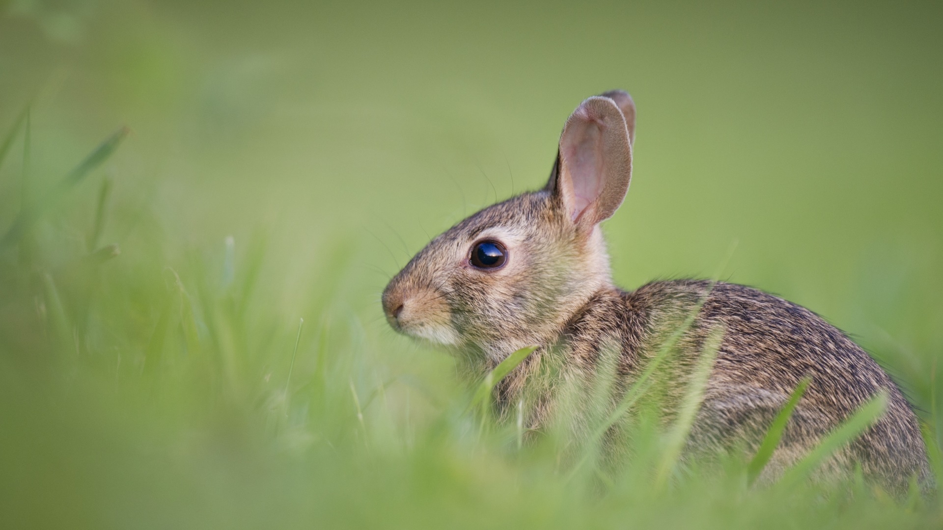 A rabbit in the grass HD Wallpaper