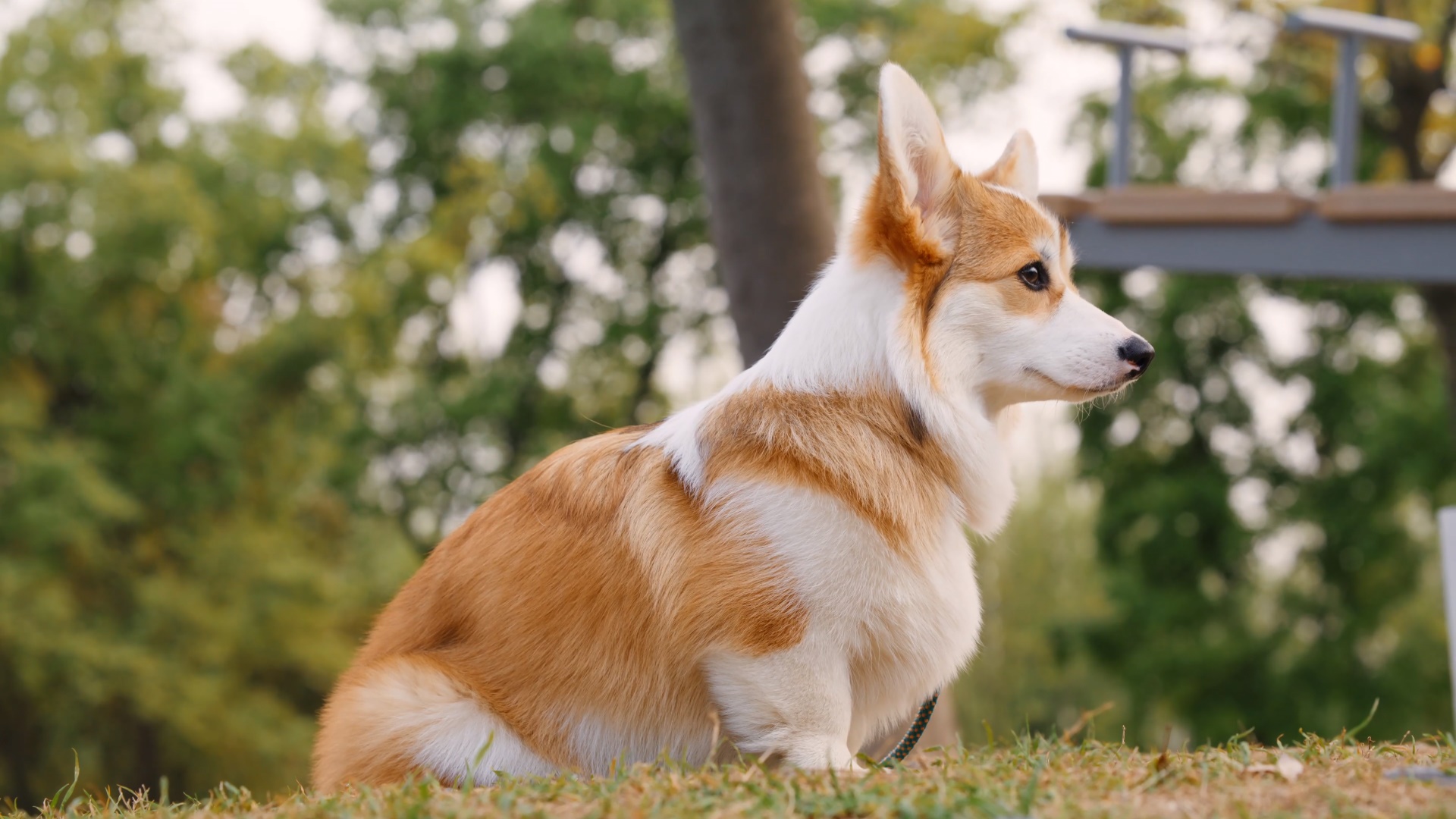 Pembroke Welsh Corgi sitting on grass HD Wallpaper