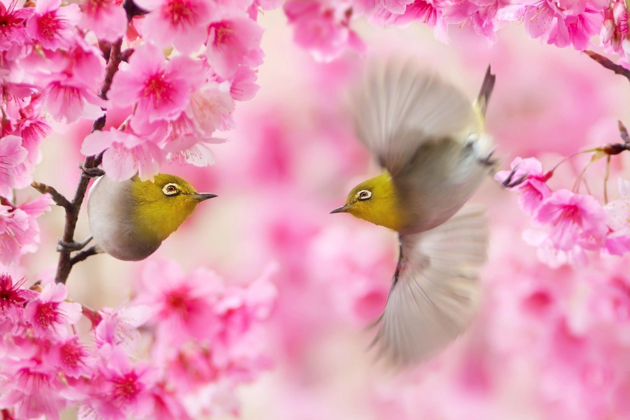 Two Japanese White-eyes among pink cherry blossoms HD Wallpaper