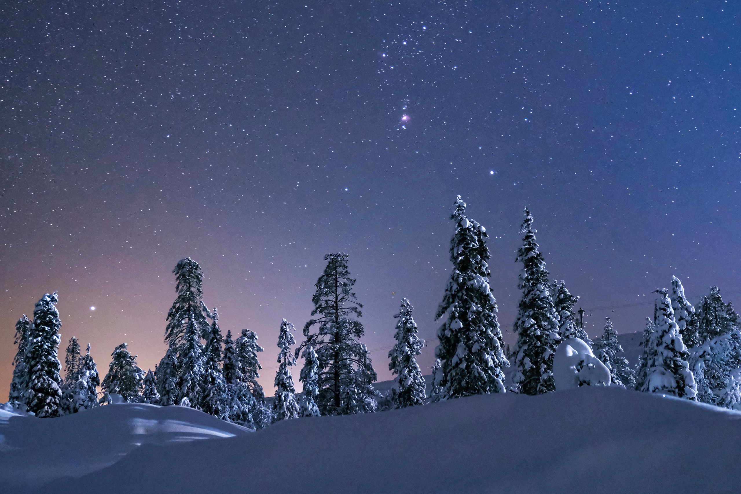 Snowy trees under a starry night sky HD Wallpaper
