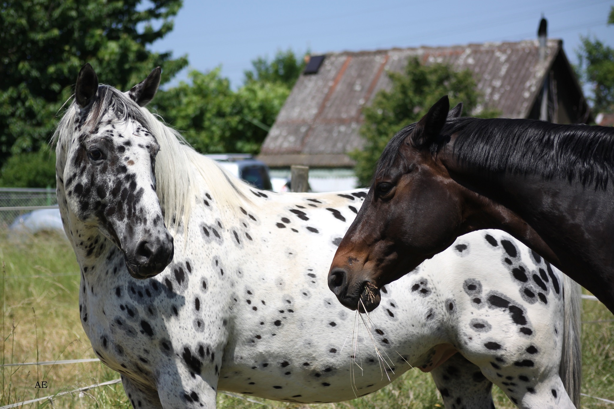 Appaloosa and dark bay horse in a field HD Wallpaper