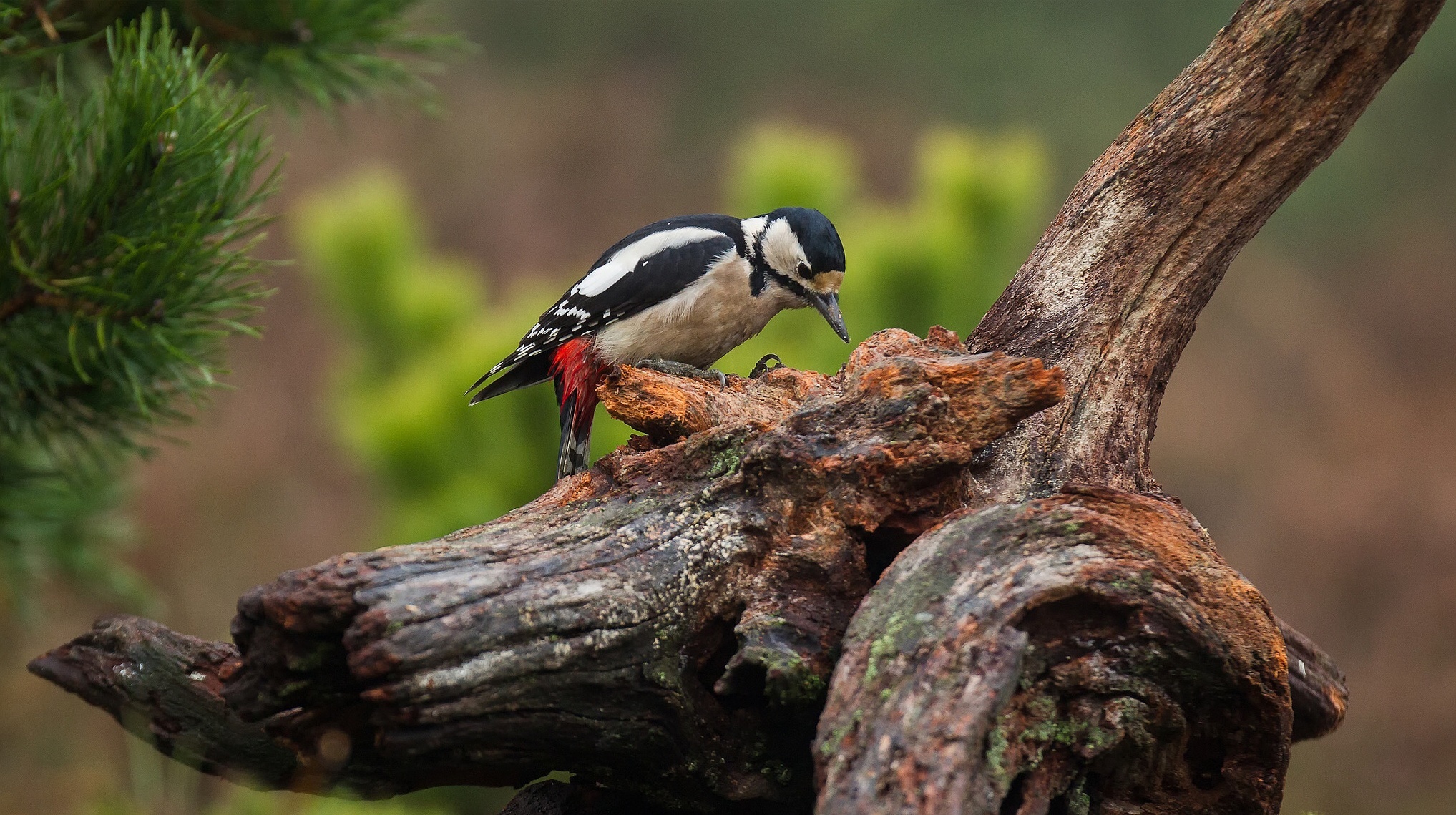 Great Spotted Woodpecker on a log HD Wallpaper