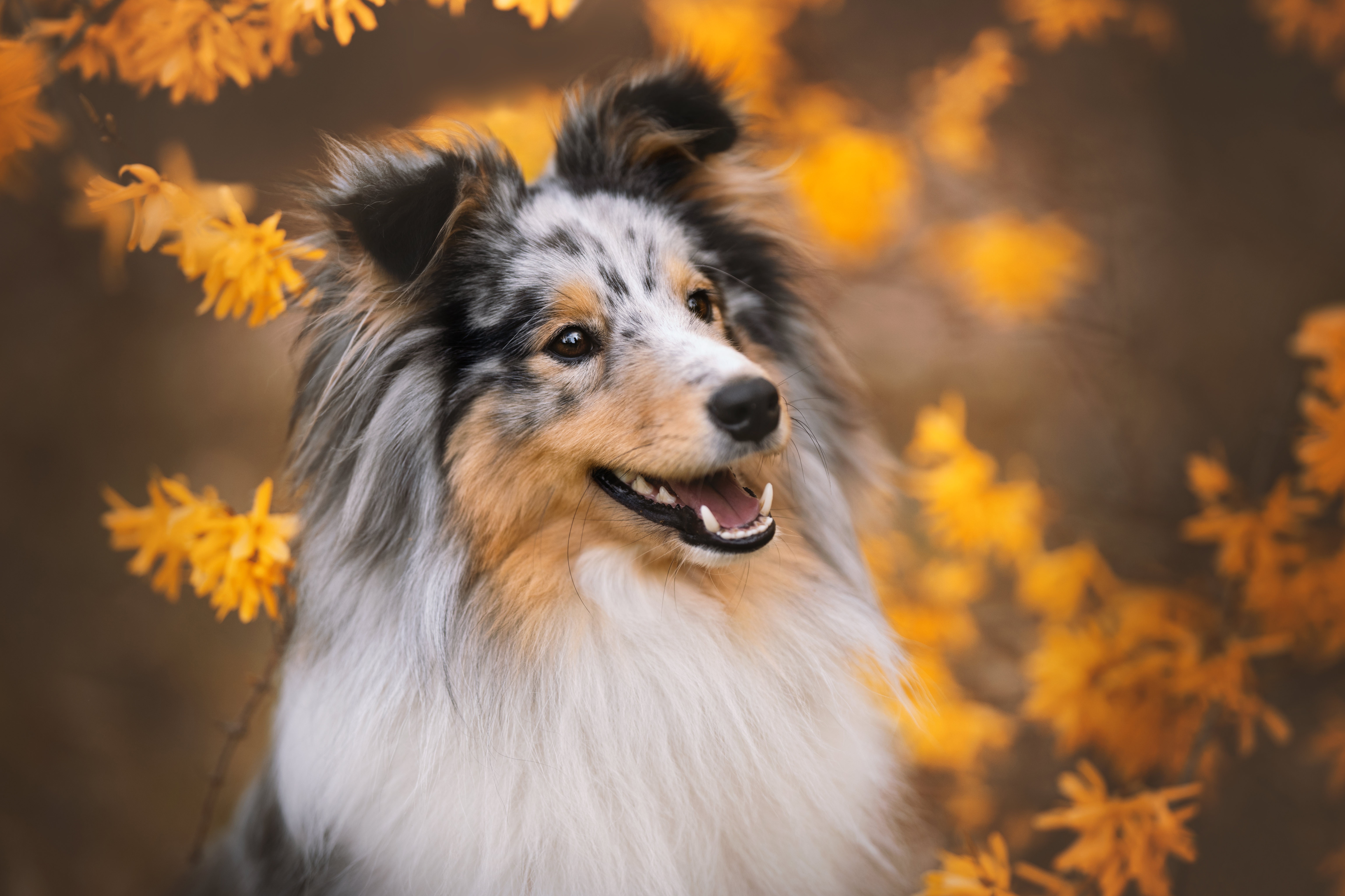 Shetland Sheepdog in autumn foliage 4K HD Wallpaper