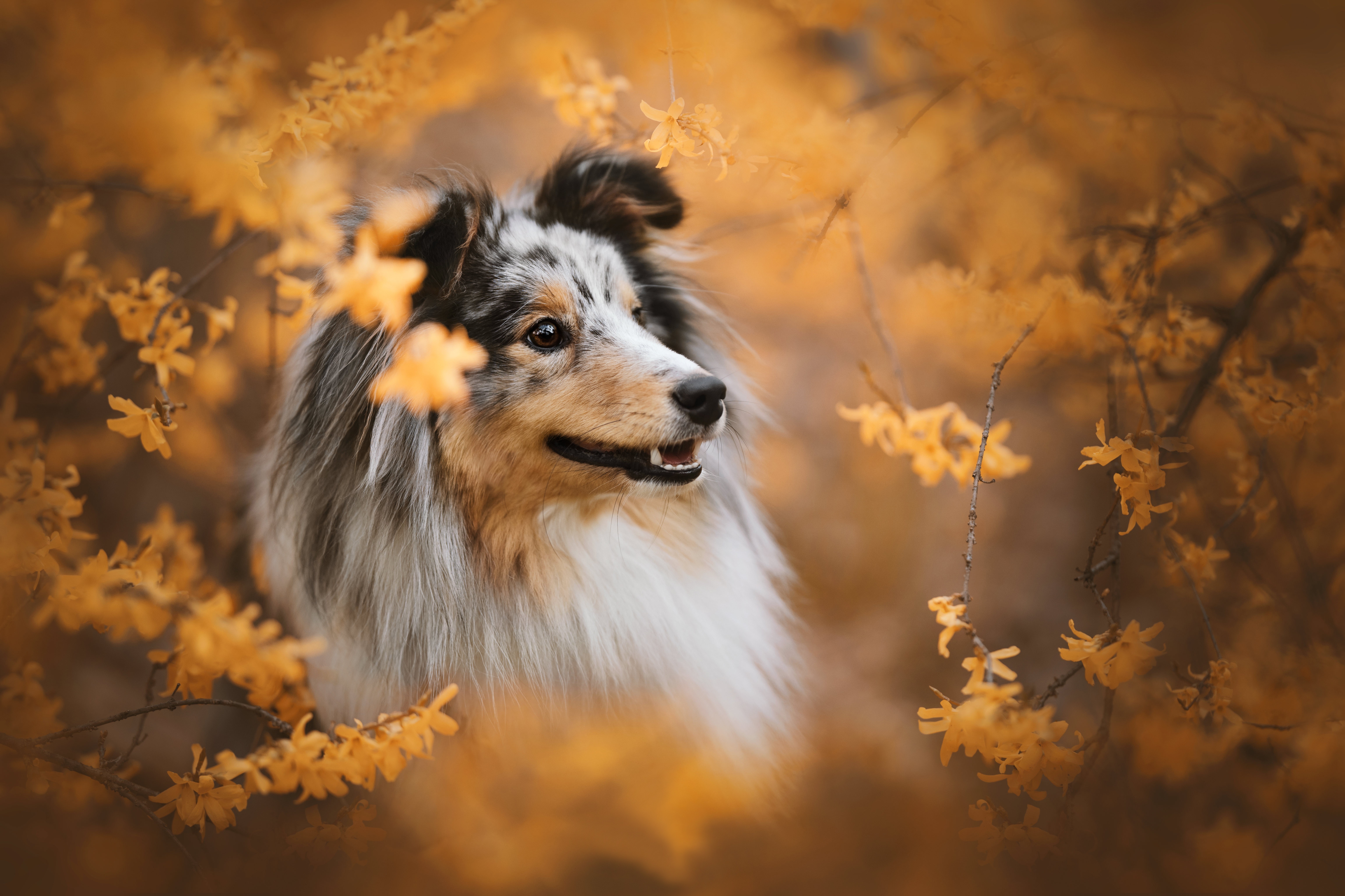 Shetland Sheepdog surrounded by yellow flowers HD Wallpaper
