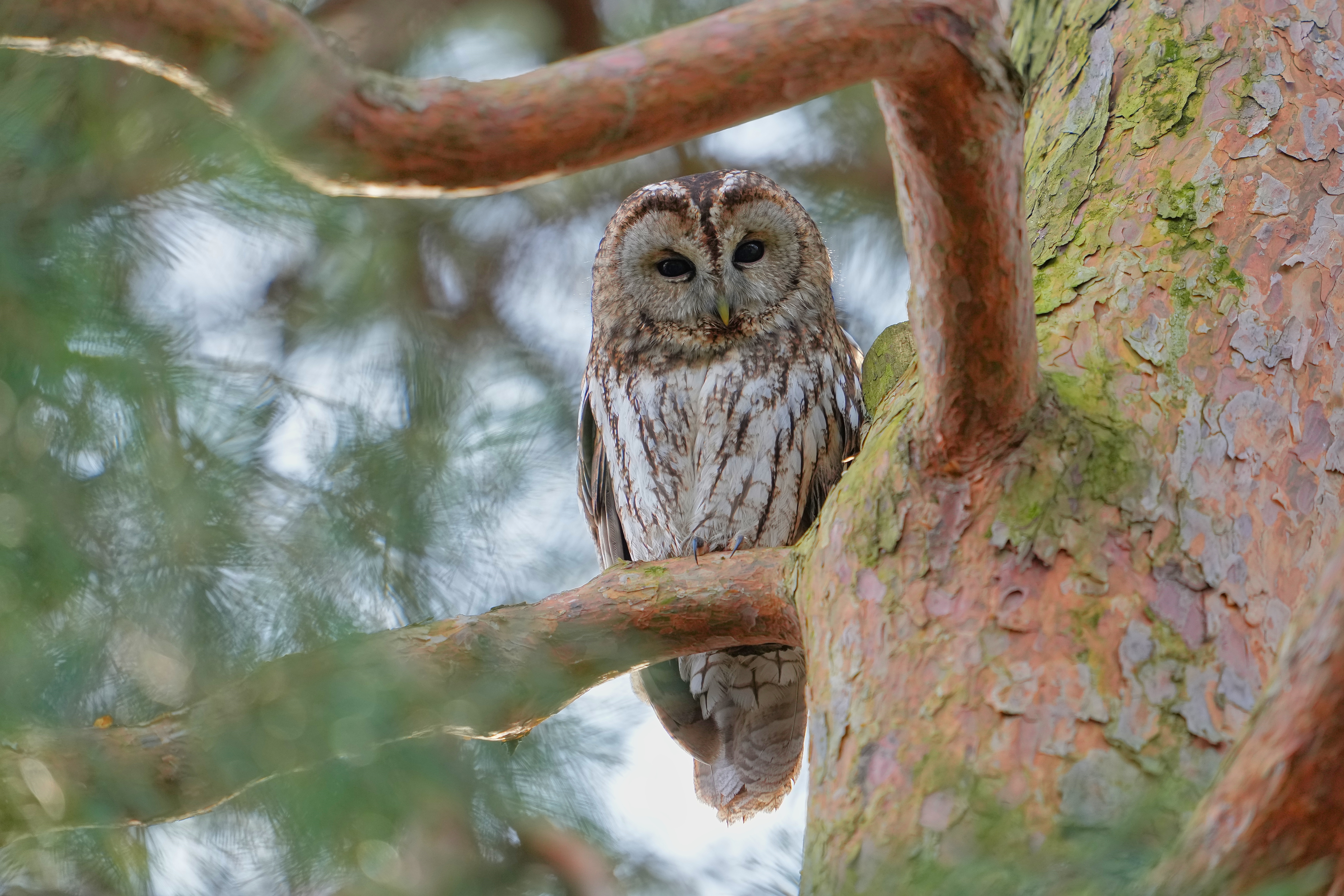 Tawny owl perched on a tree branch HD Wallpaper