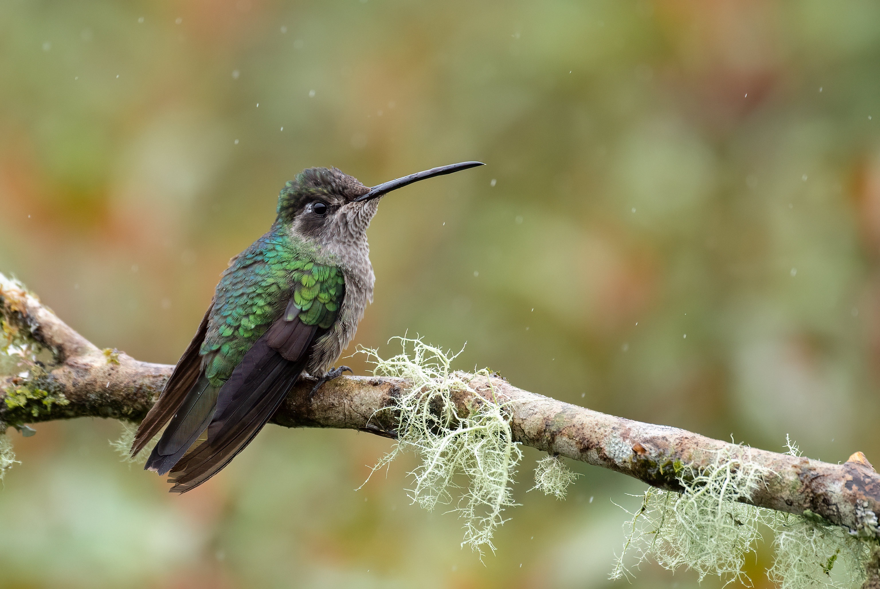 Hummingbird perched on a lichen-covered branch HD Wallpaper