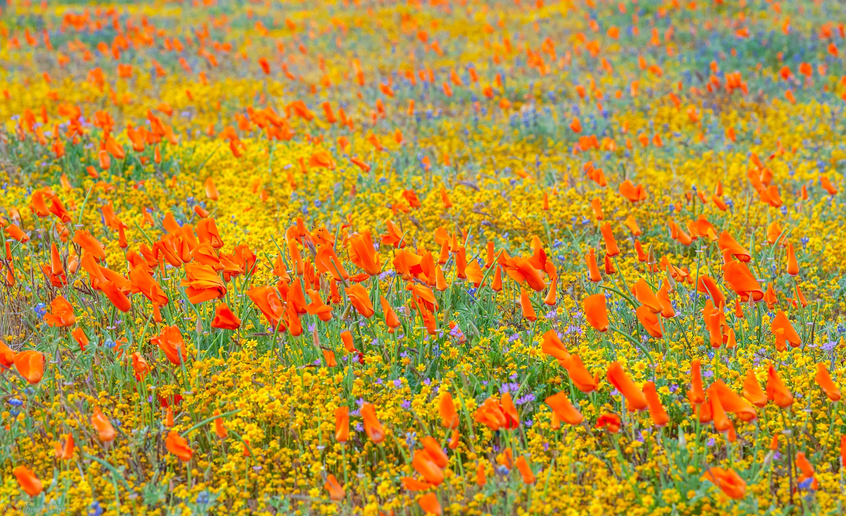 Field of Orange Poppies and Yellow Wildflowers HD Wallpaper