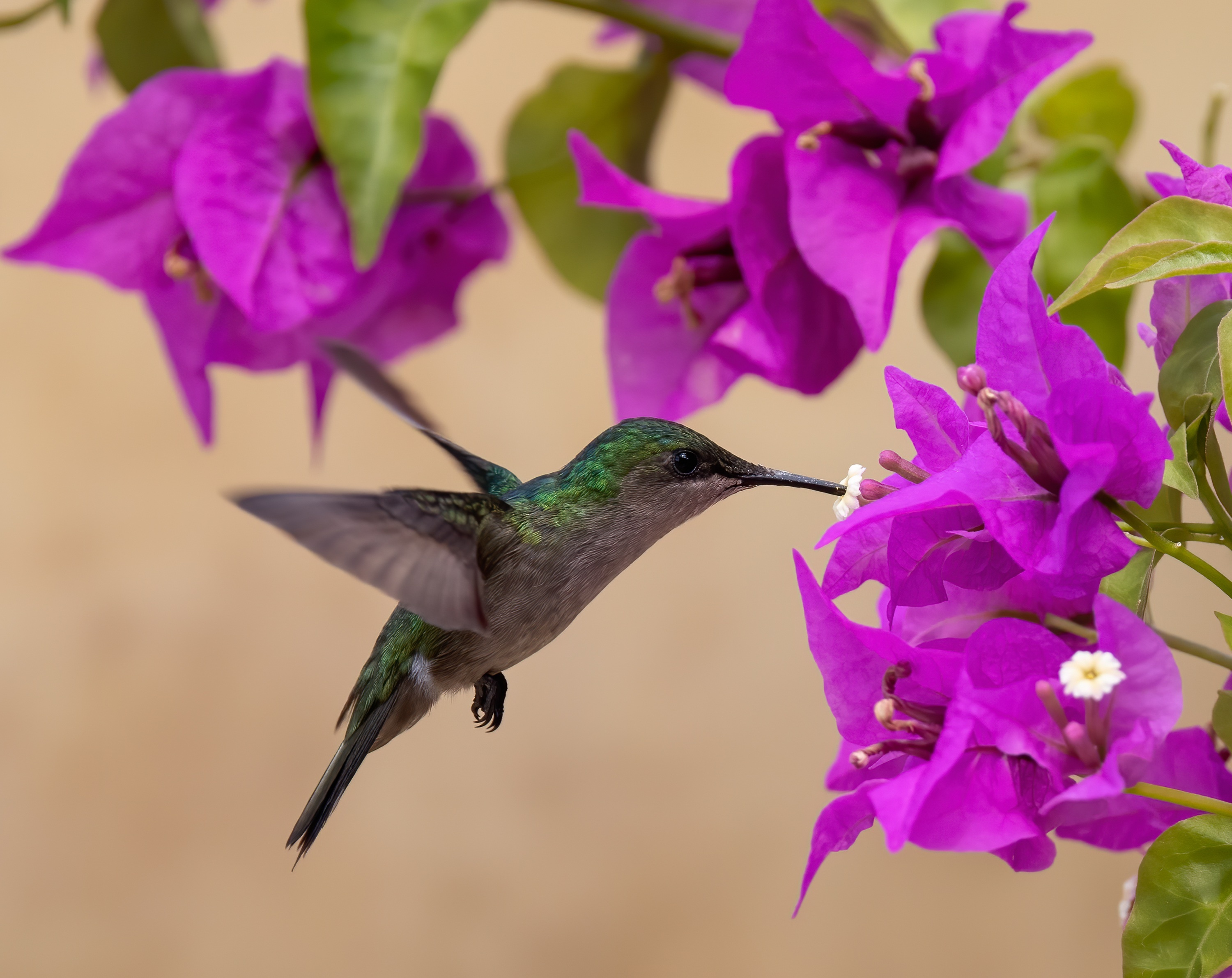 Hummingbird feeding on Bougainvillea HD Wallpaper