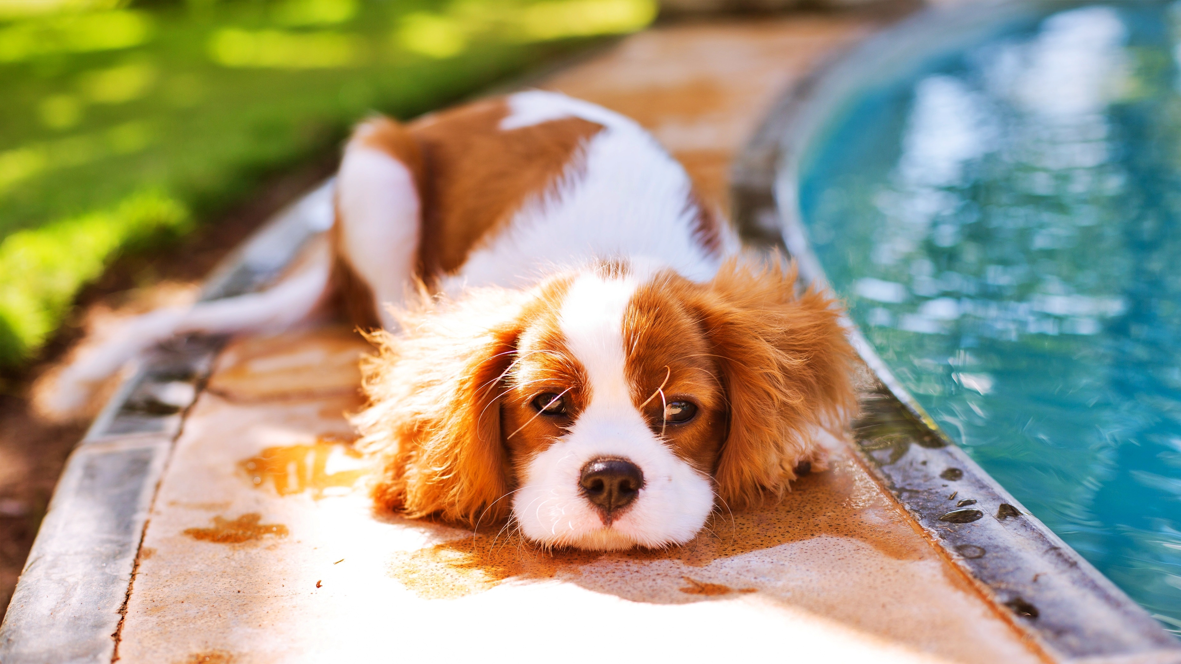 King Charles Spaniel by the Pool 4K HD Wallpaper