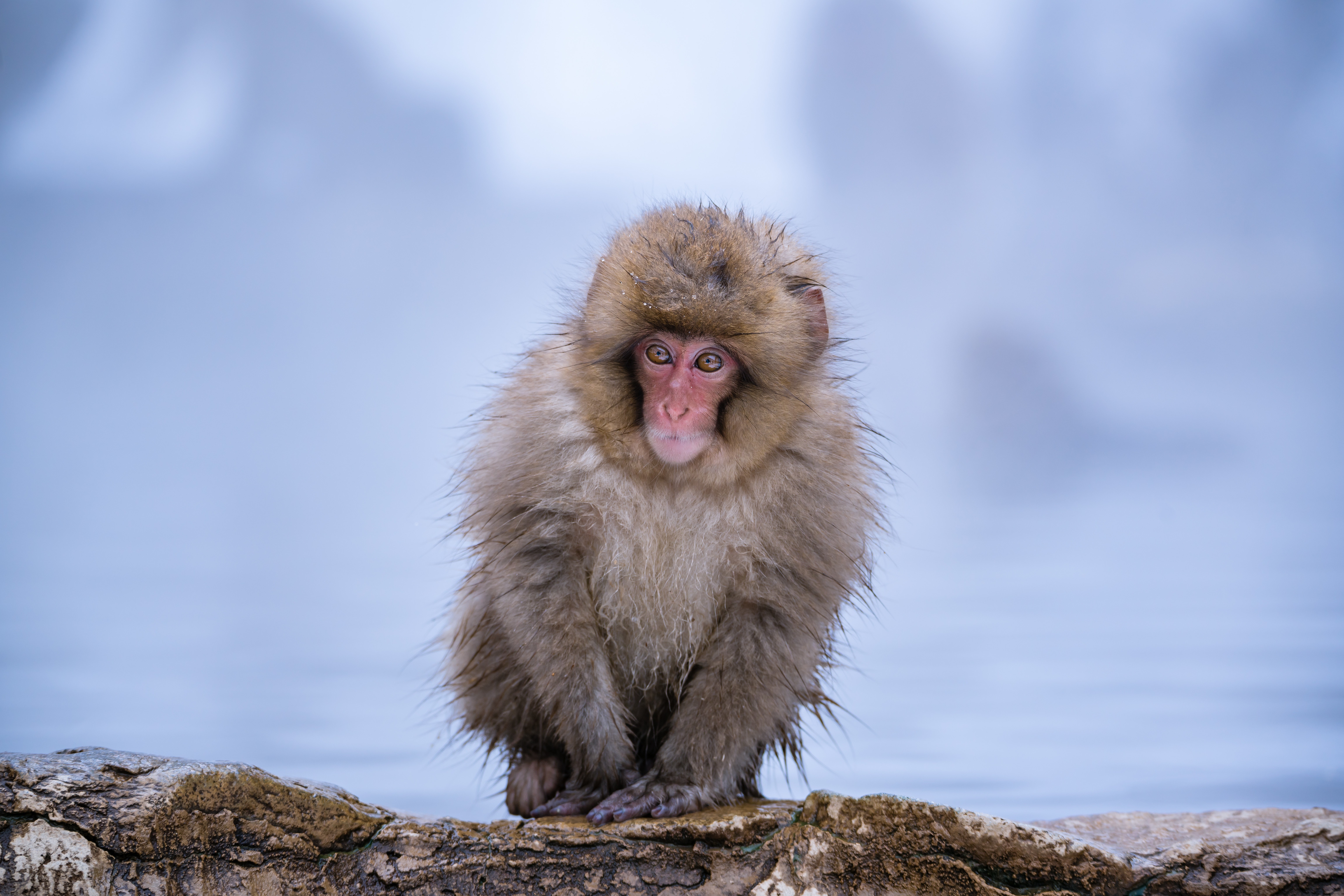 Japanese Macaque in Winter HD Wallpaper