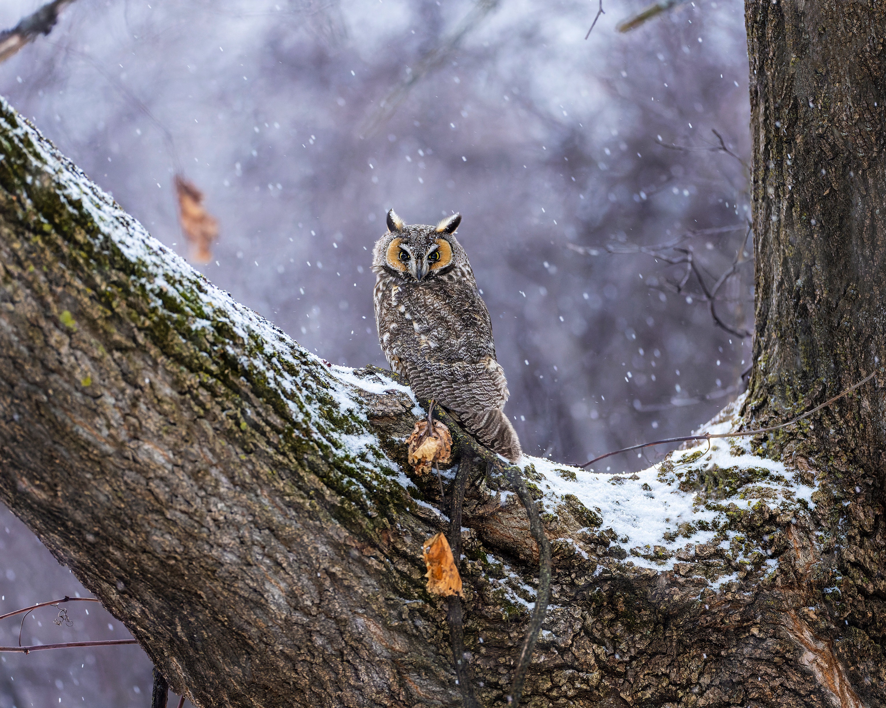 Long-eared owl perched on a snow-covered tree branch HD Wallpaper