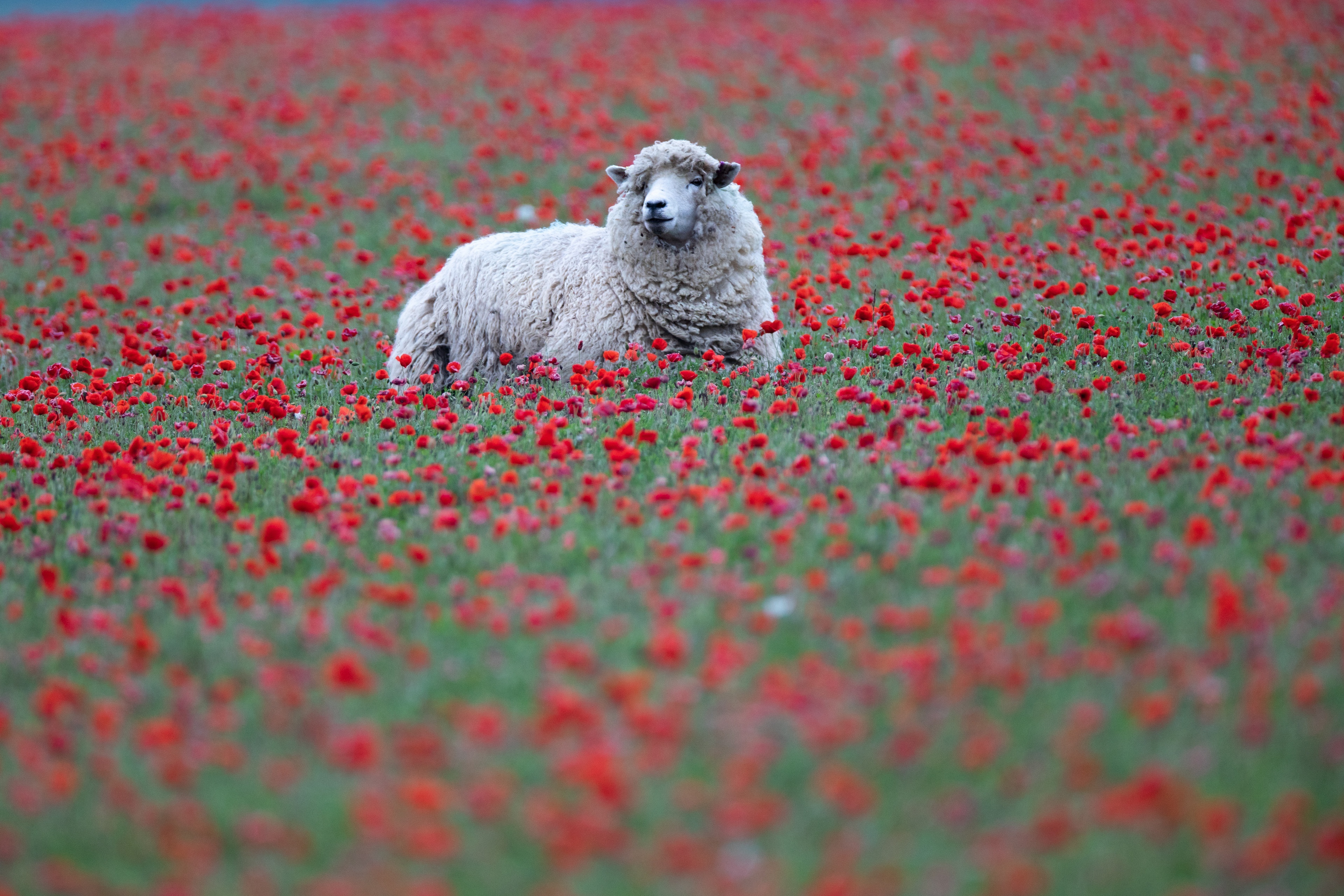 Sheep in a field of red poppies 4K HD Wallpaper