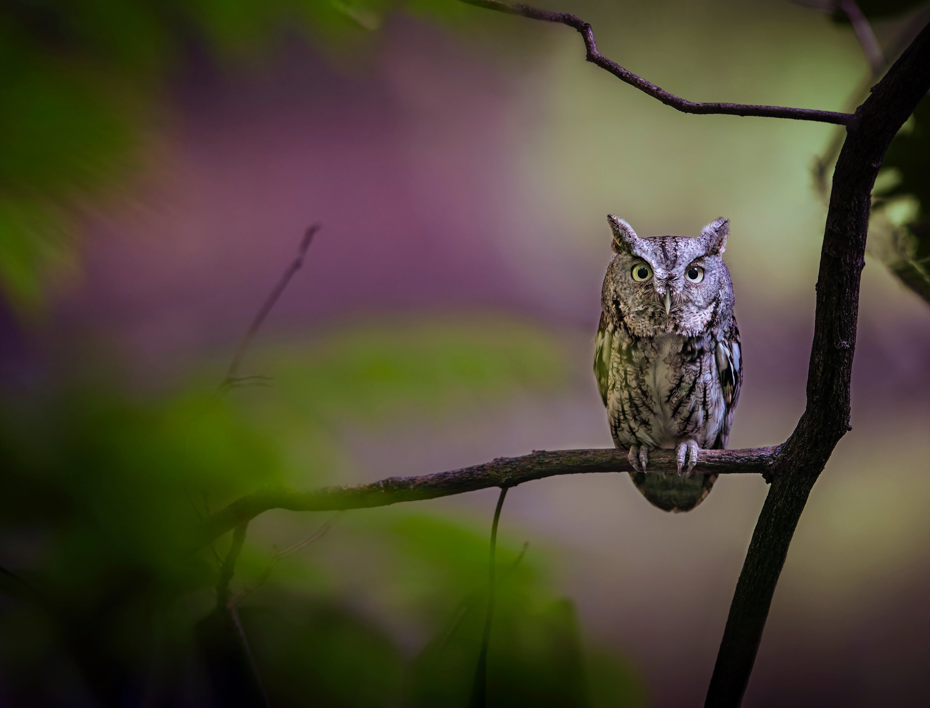 Eastern Screech Owl perched on a branch HD Wallpaper