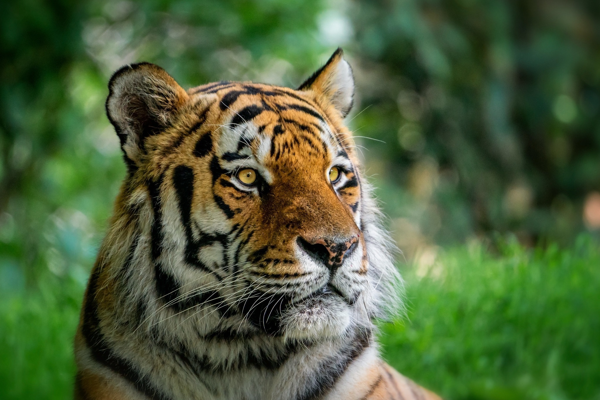 Tiger looking to the side HD Wallpaper