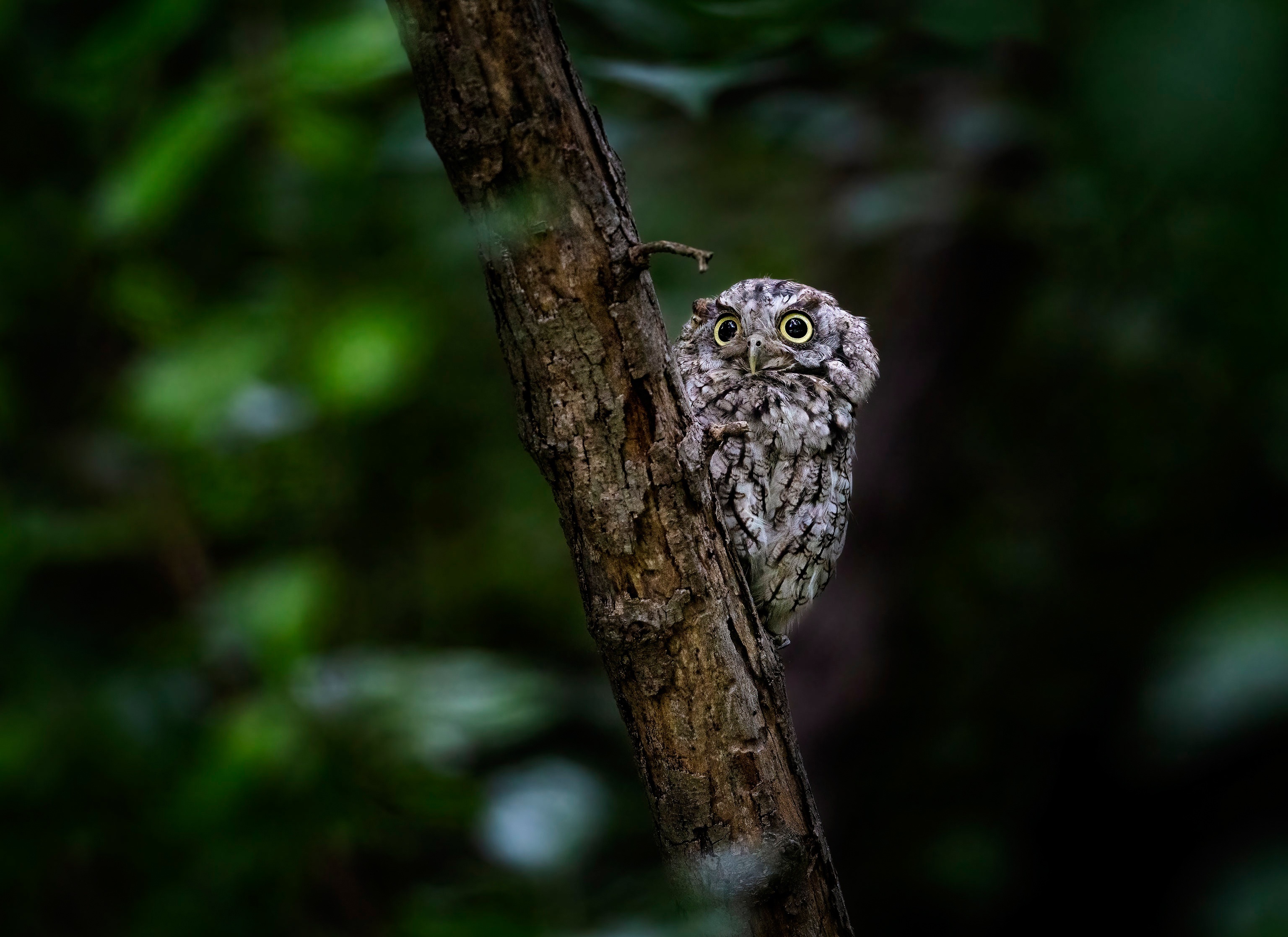 Eastern Screech Owl perched on a tree branch HD Wallpaper