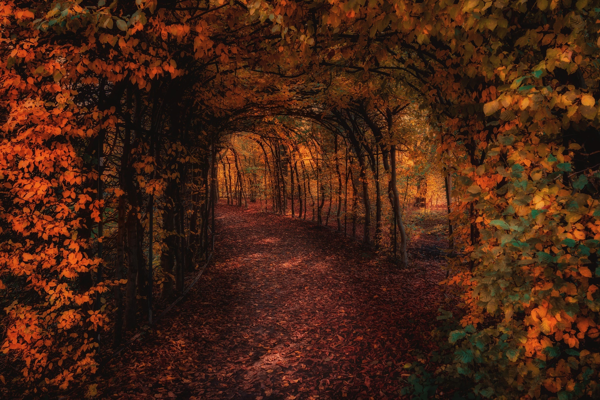 Autumn tunnel path with fallen leaves HD Wallpaper