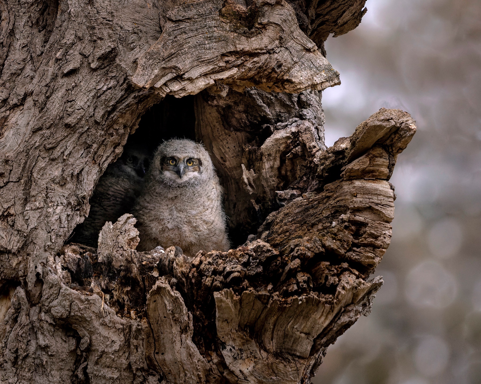 Two owl chicks in a tree hollow HD Wallpaper