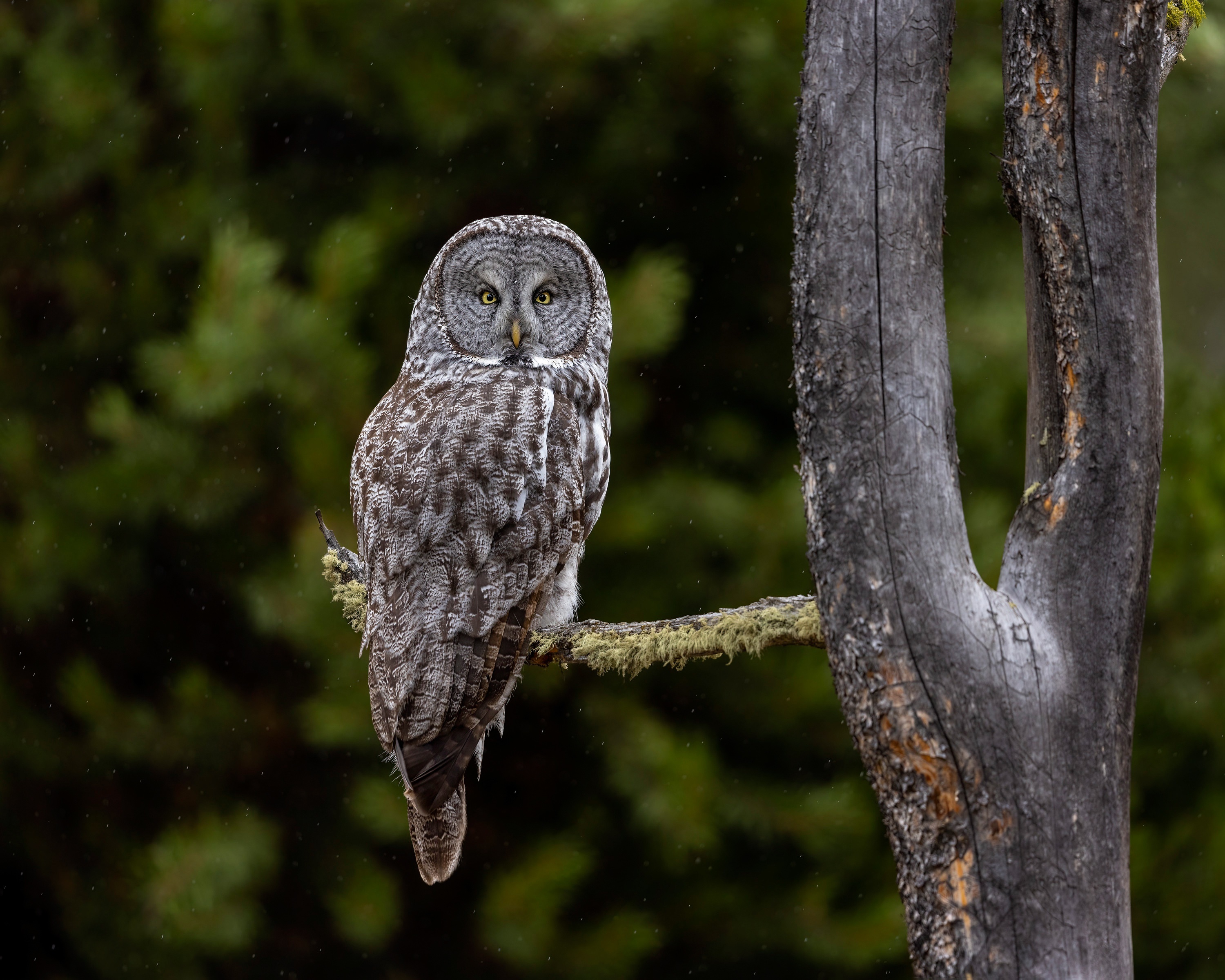Great Gray Owl perched on a branch in the rain HD Wallpaper