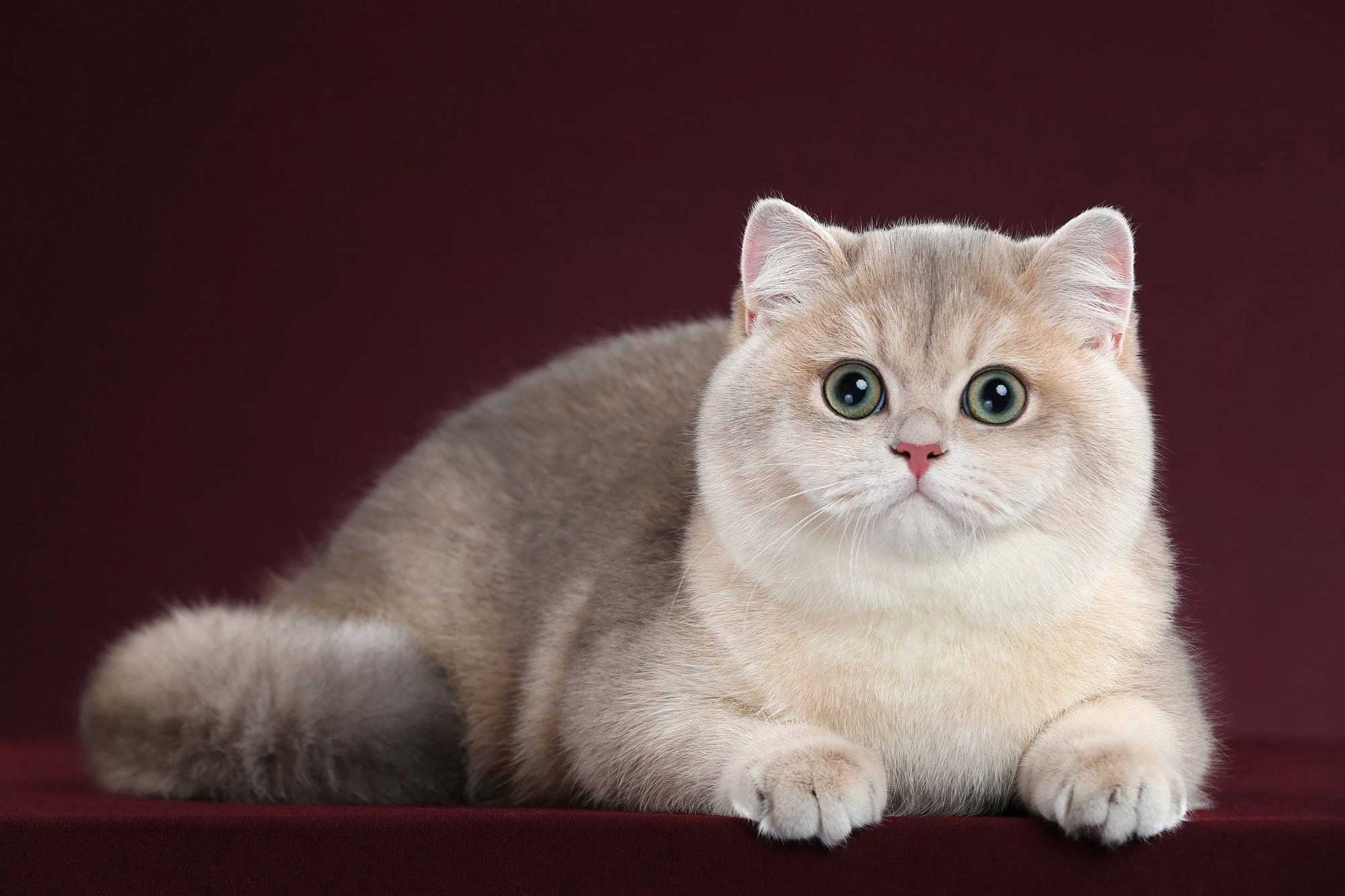 British Shorthair Cat HD Wallpaper