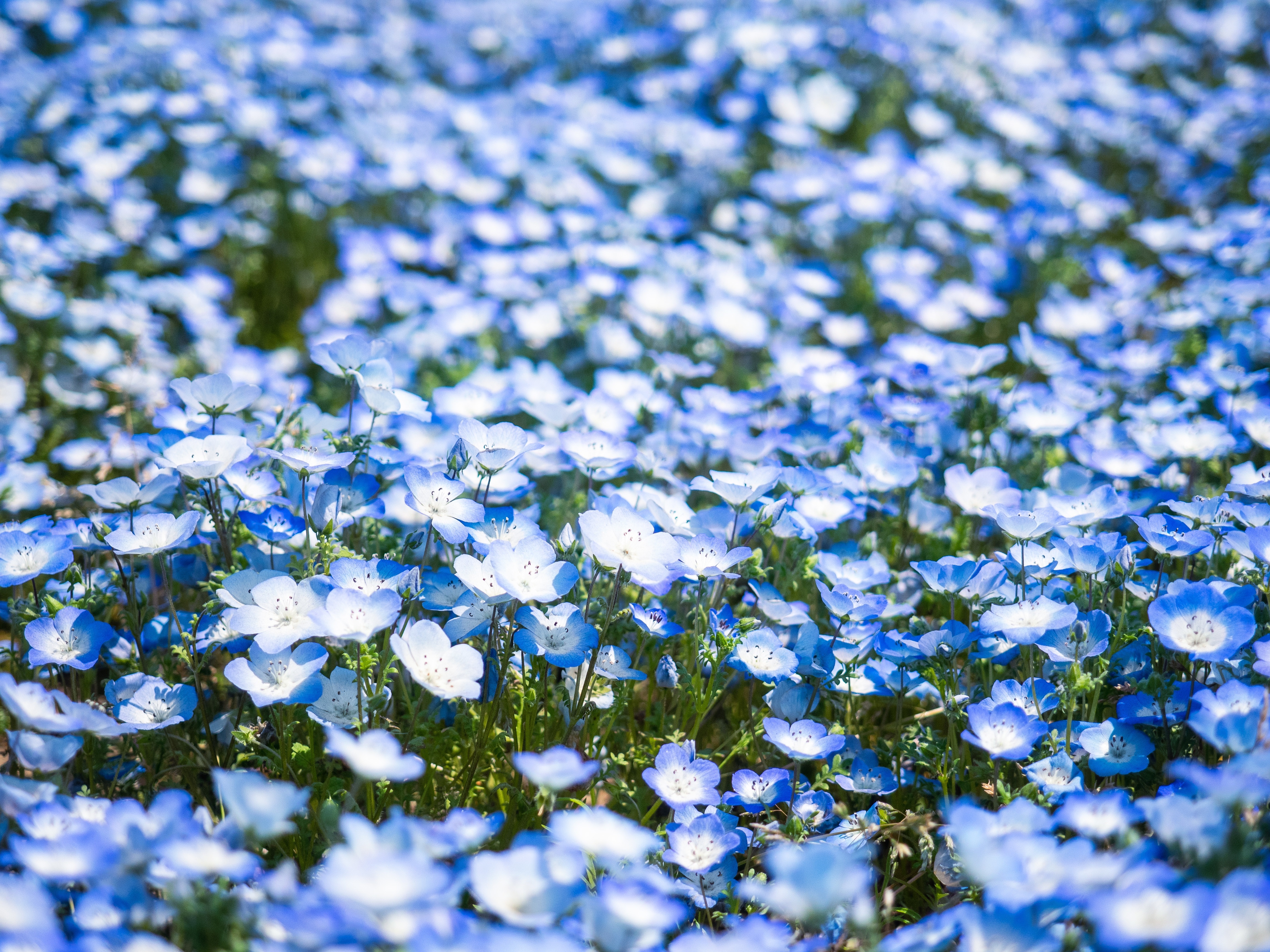 Field of blue and white Nemophila flowers in 4K HD Wallpaper