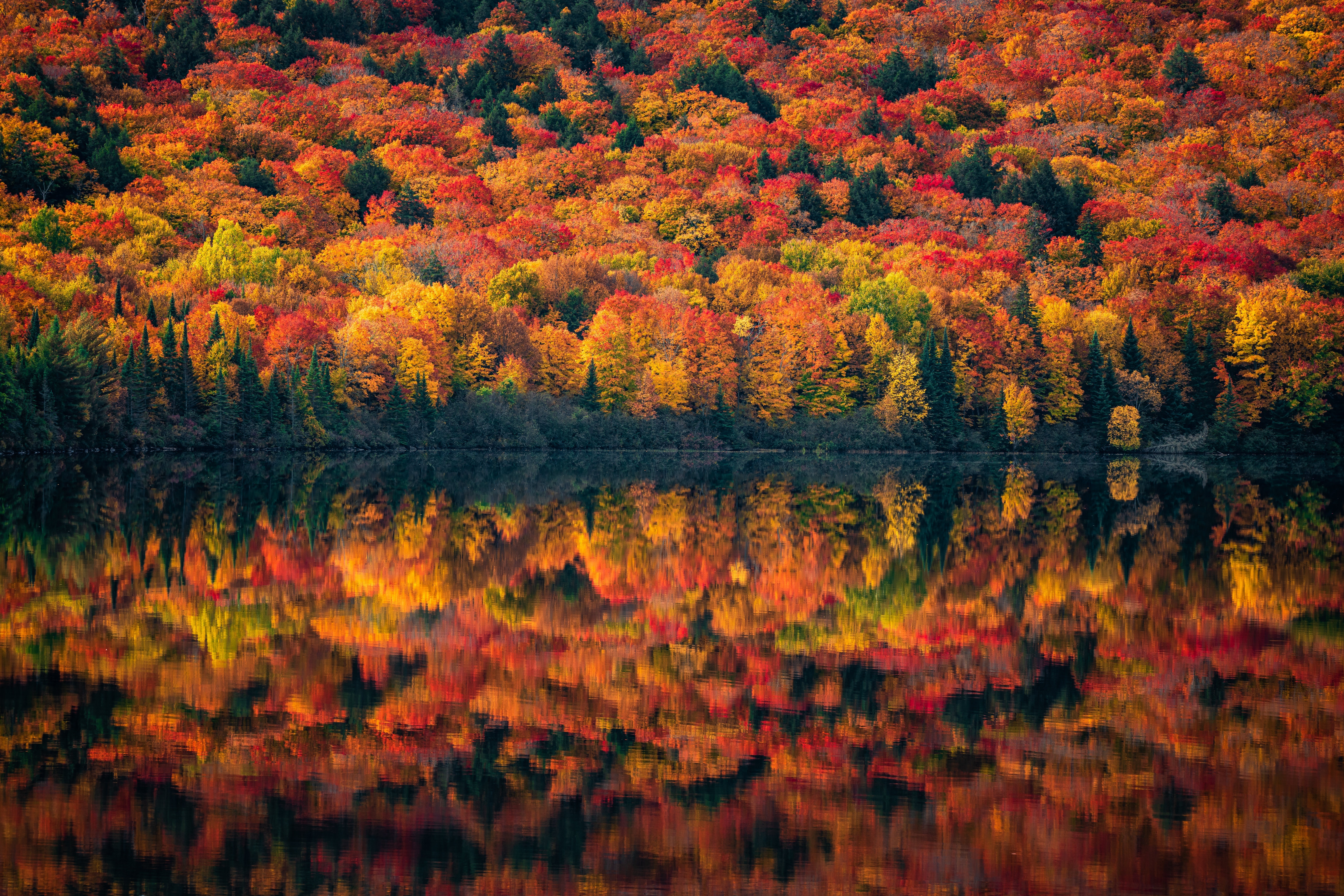Autumn forest reflection in lake 4K HD Wallpaper