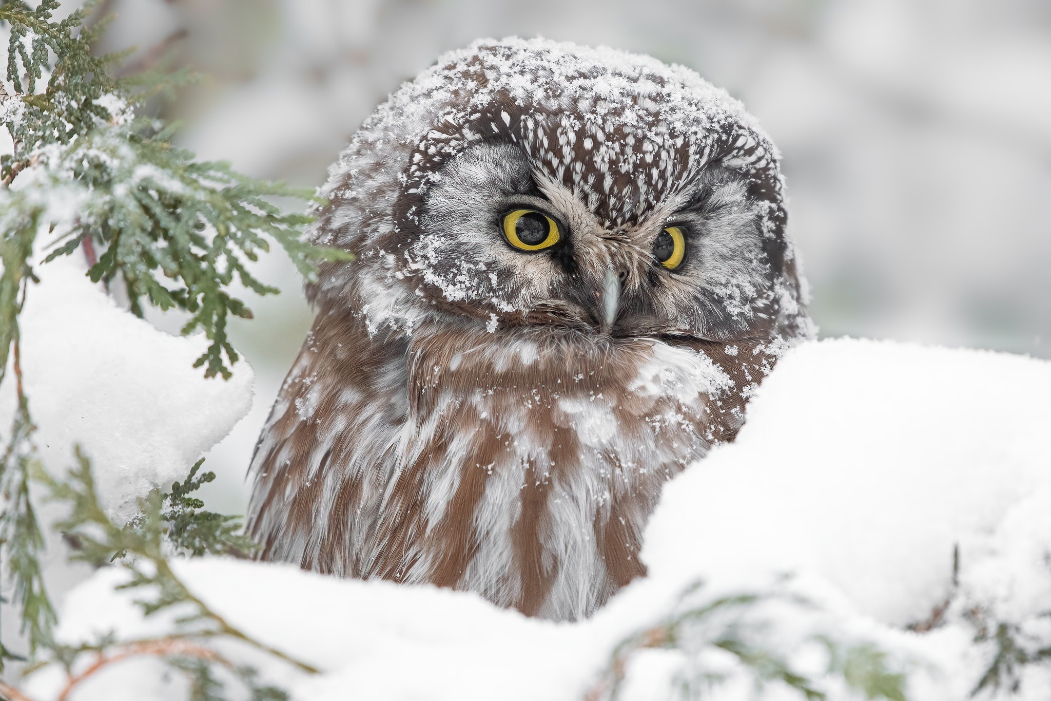 Boreal owl in snow HD Wallpaper