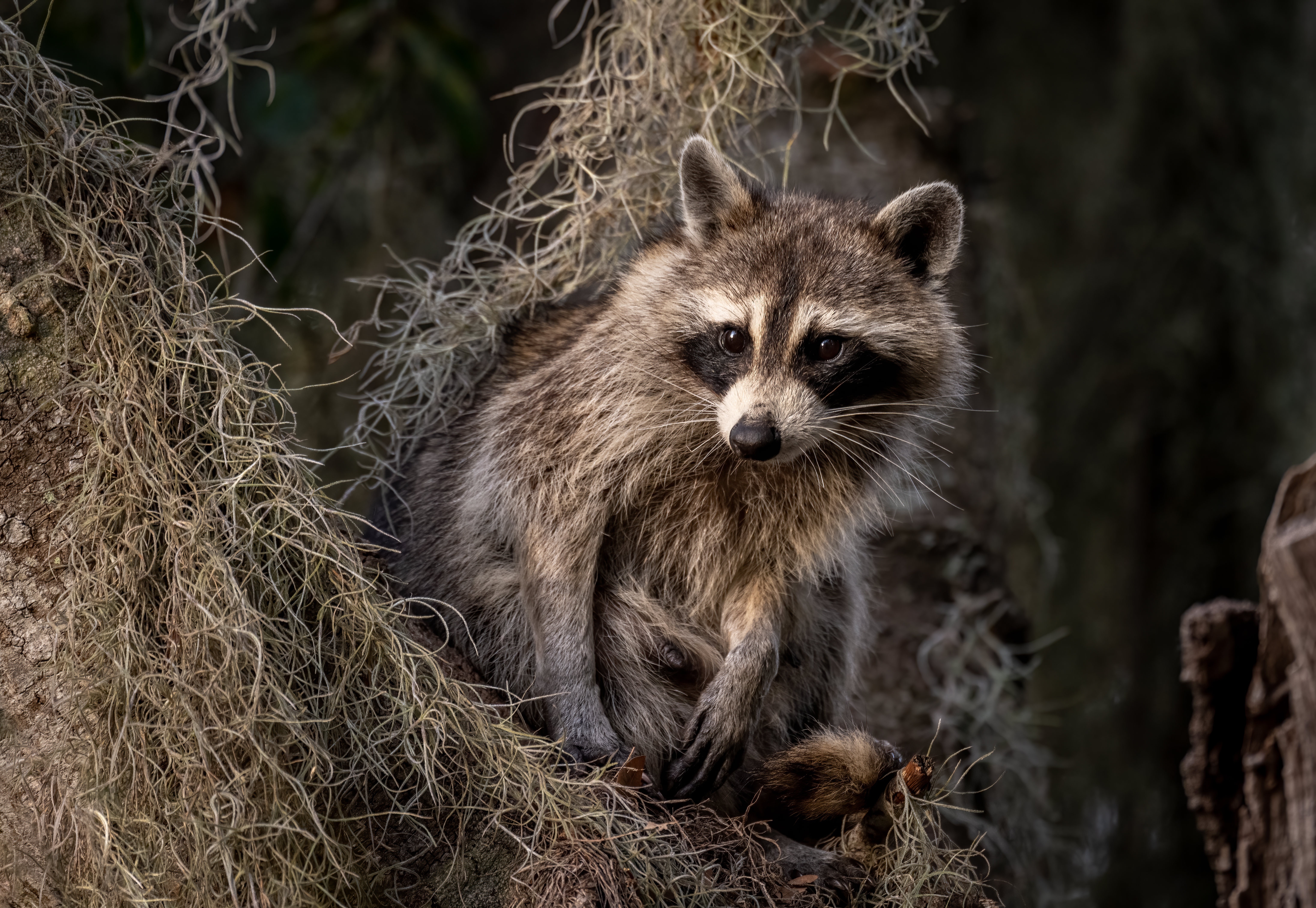Raccoon in Spanish Moss HD Wallpaper