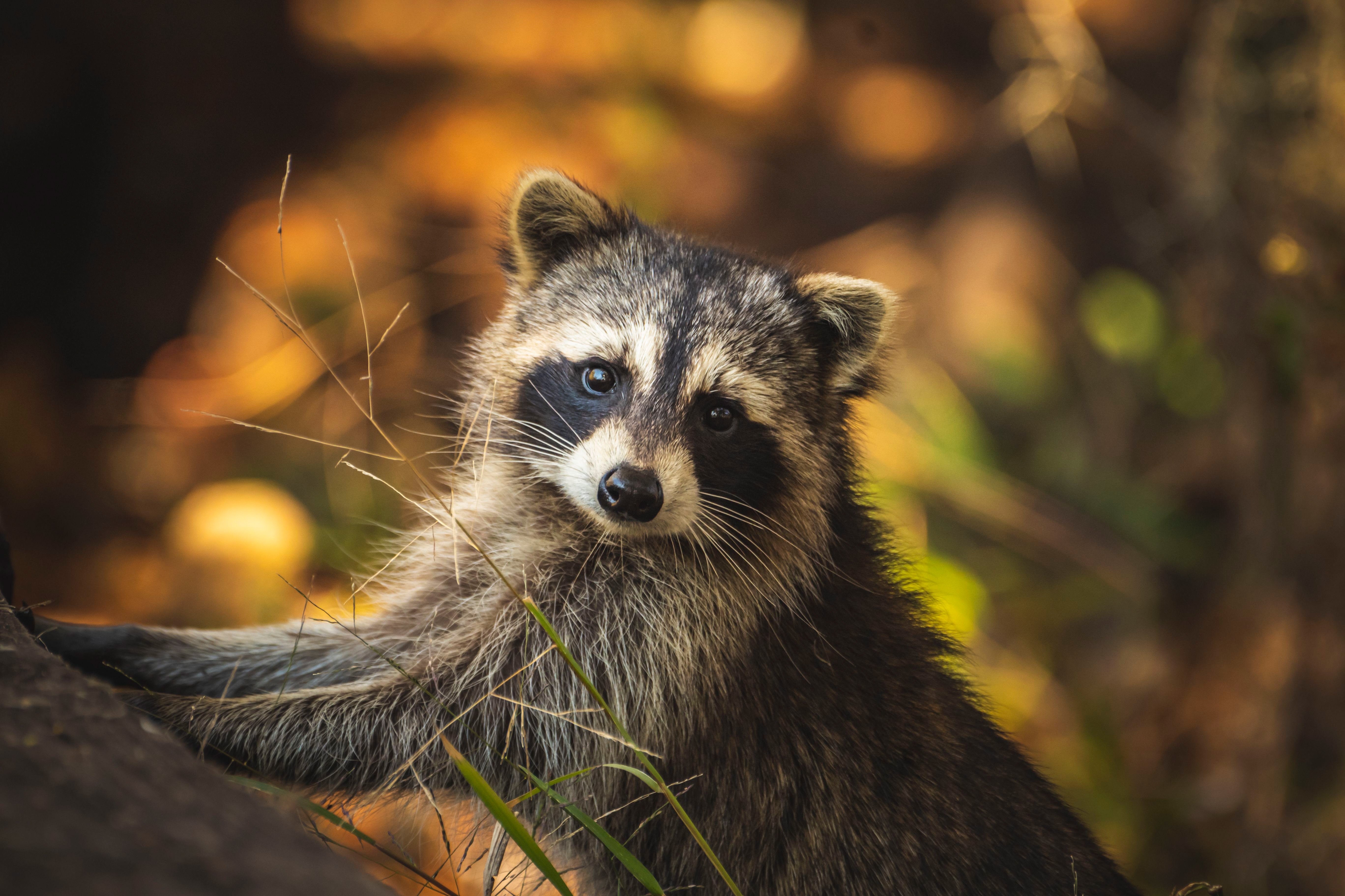 Raccoon in the forest 4K HD Wallpaper