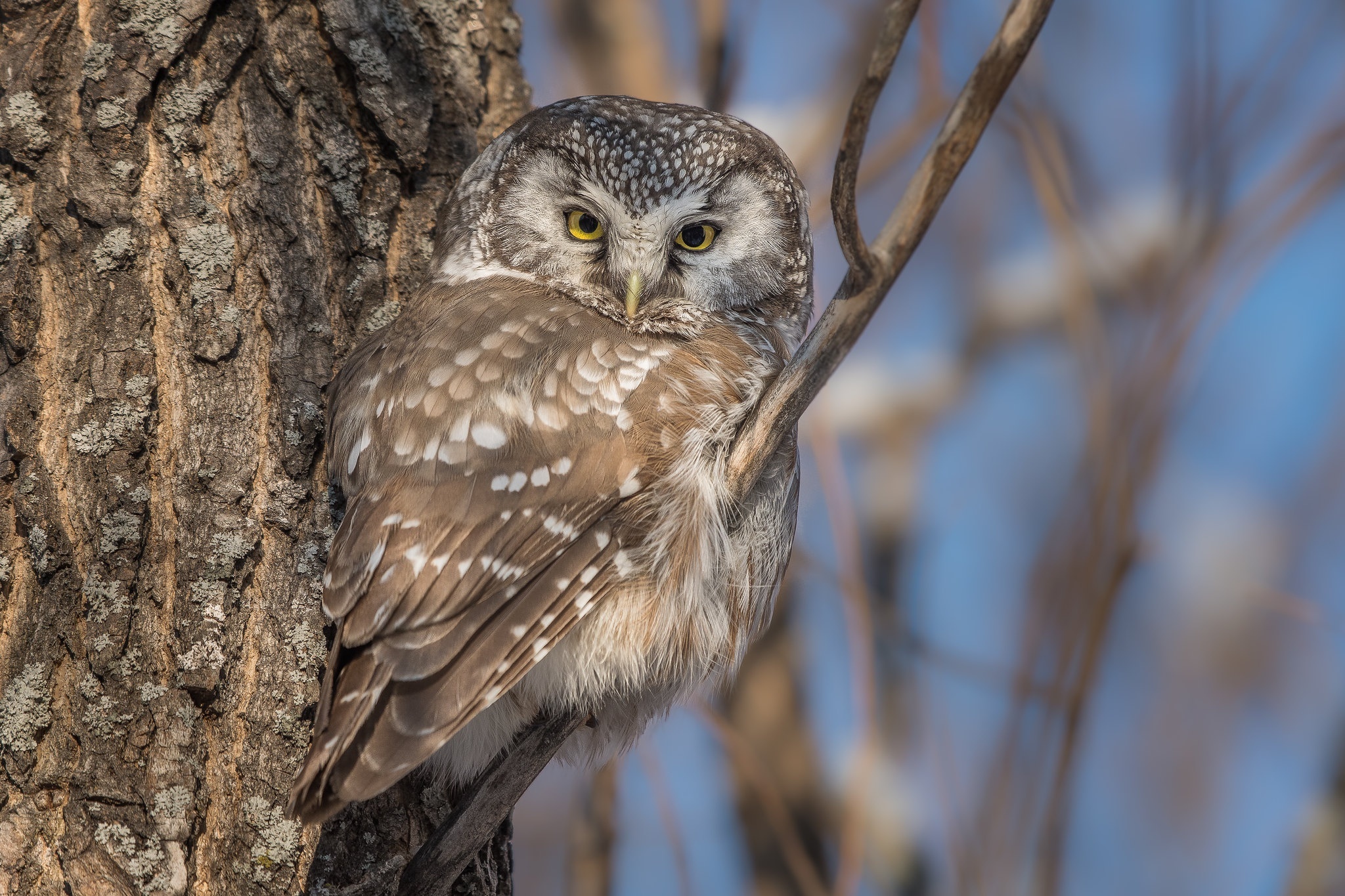 Boreal owl perched on a tree branch HD Wallpaper