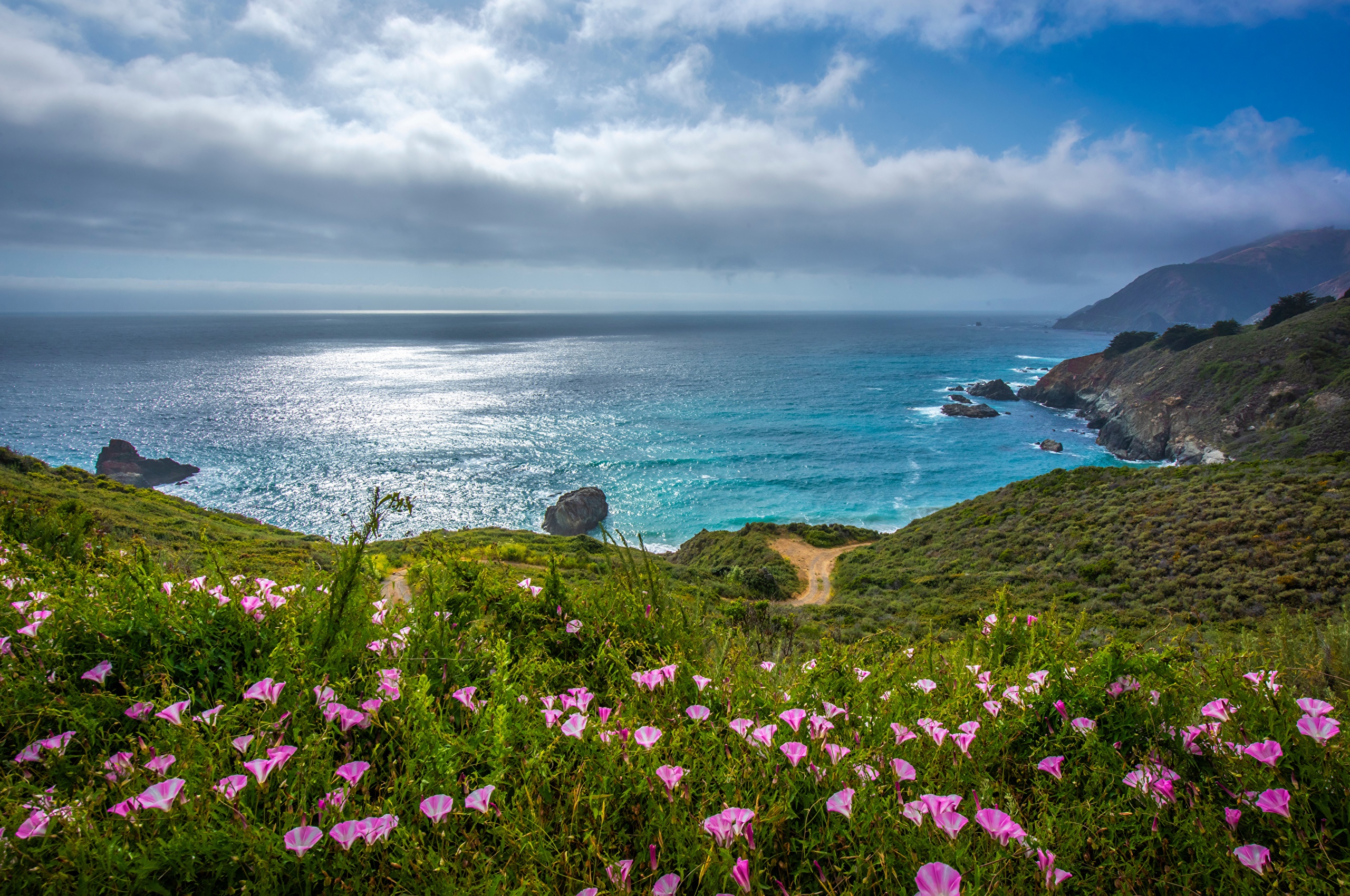 California Coastline with Pink Flowers and Ocean HD Wallpaper