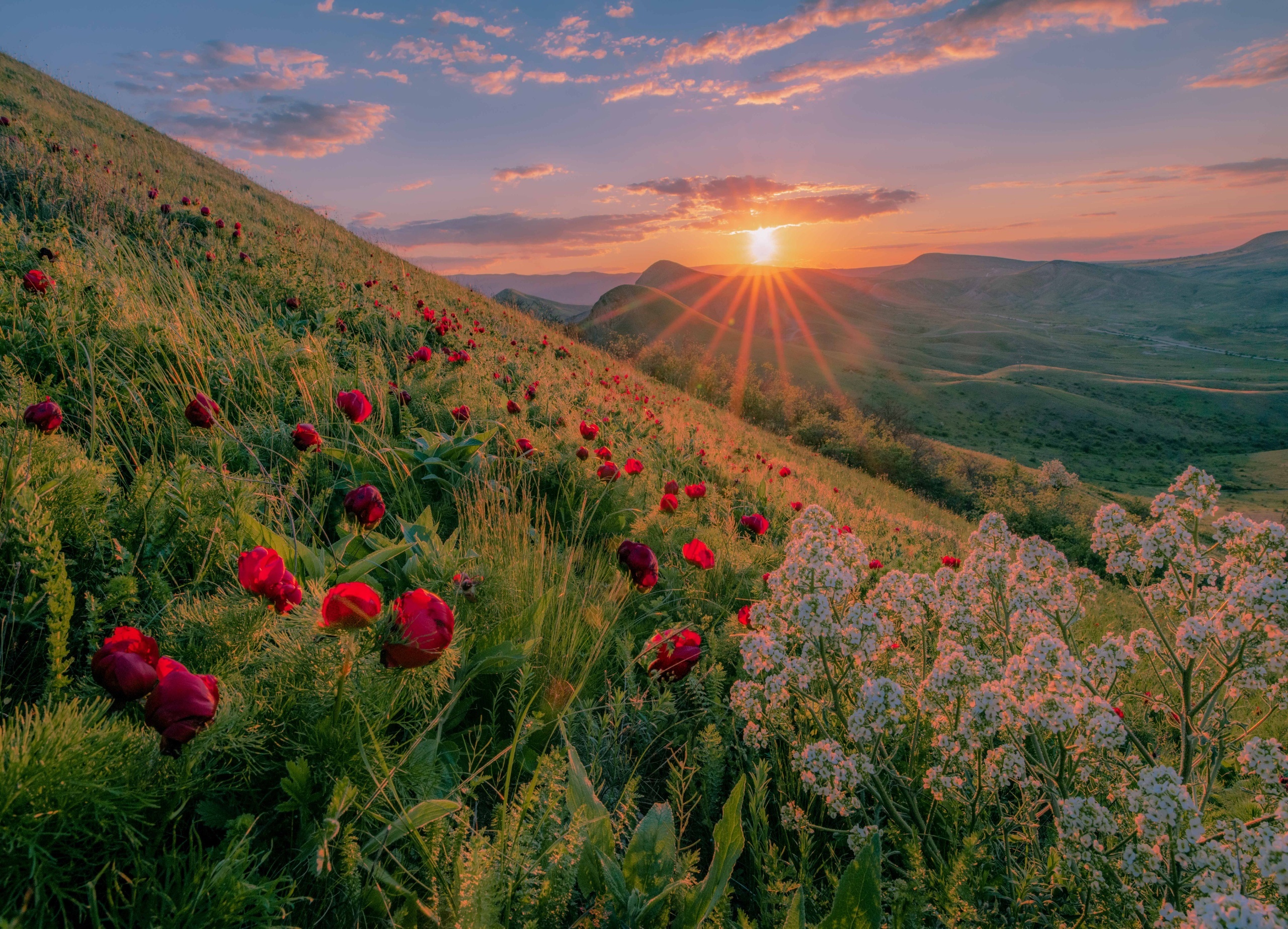 Wild Peonies Blooming on a Hillside at Sunrise HD Wallpaper
