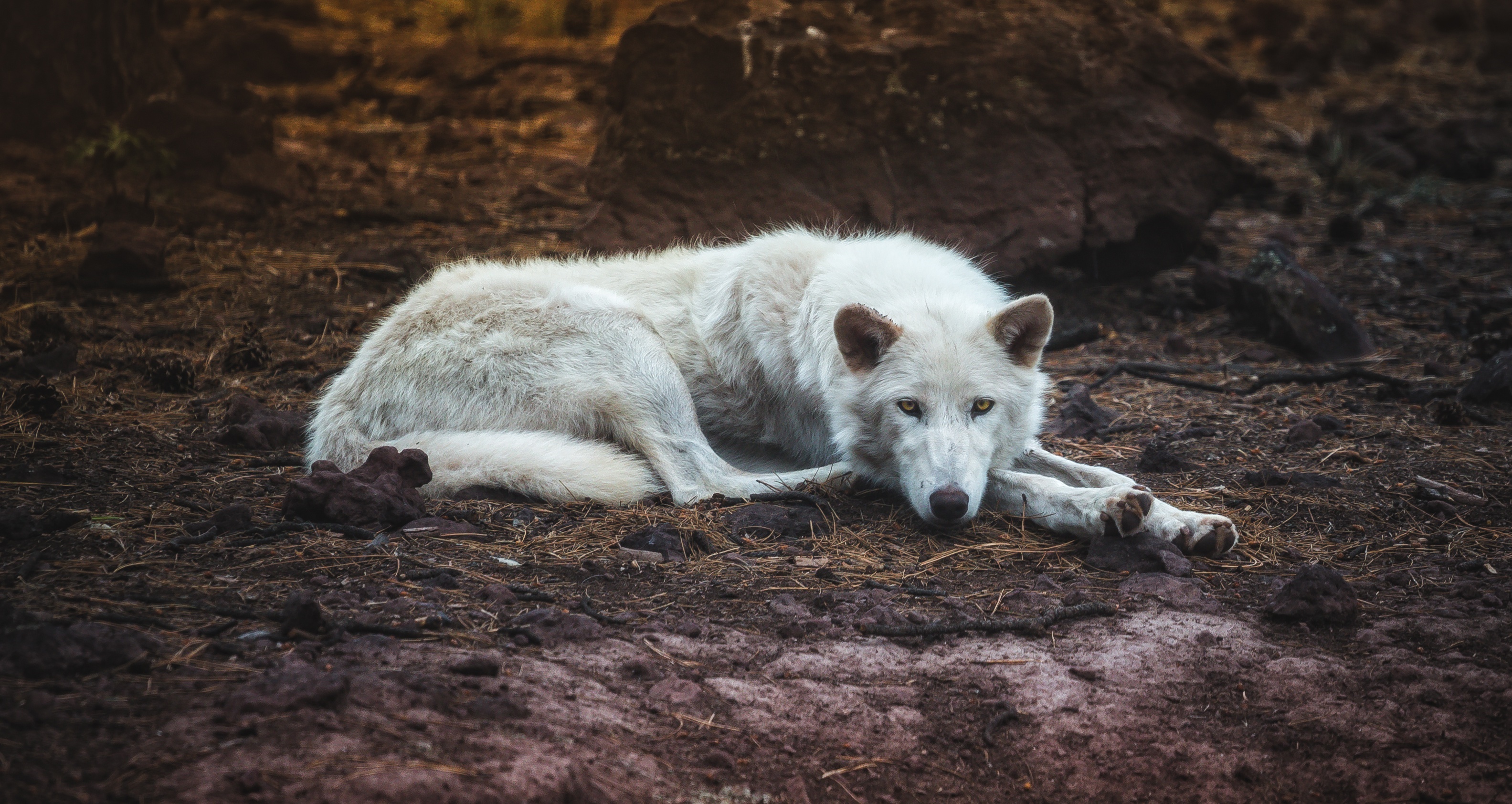 White wolf lying on the ground HD Wallpaper